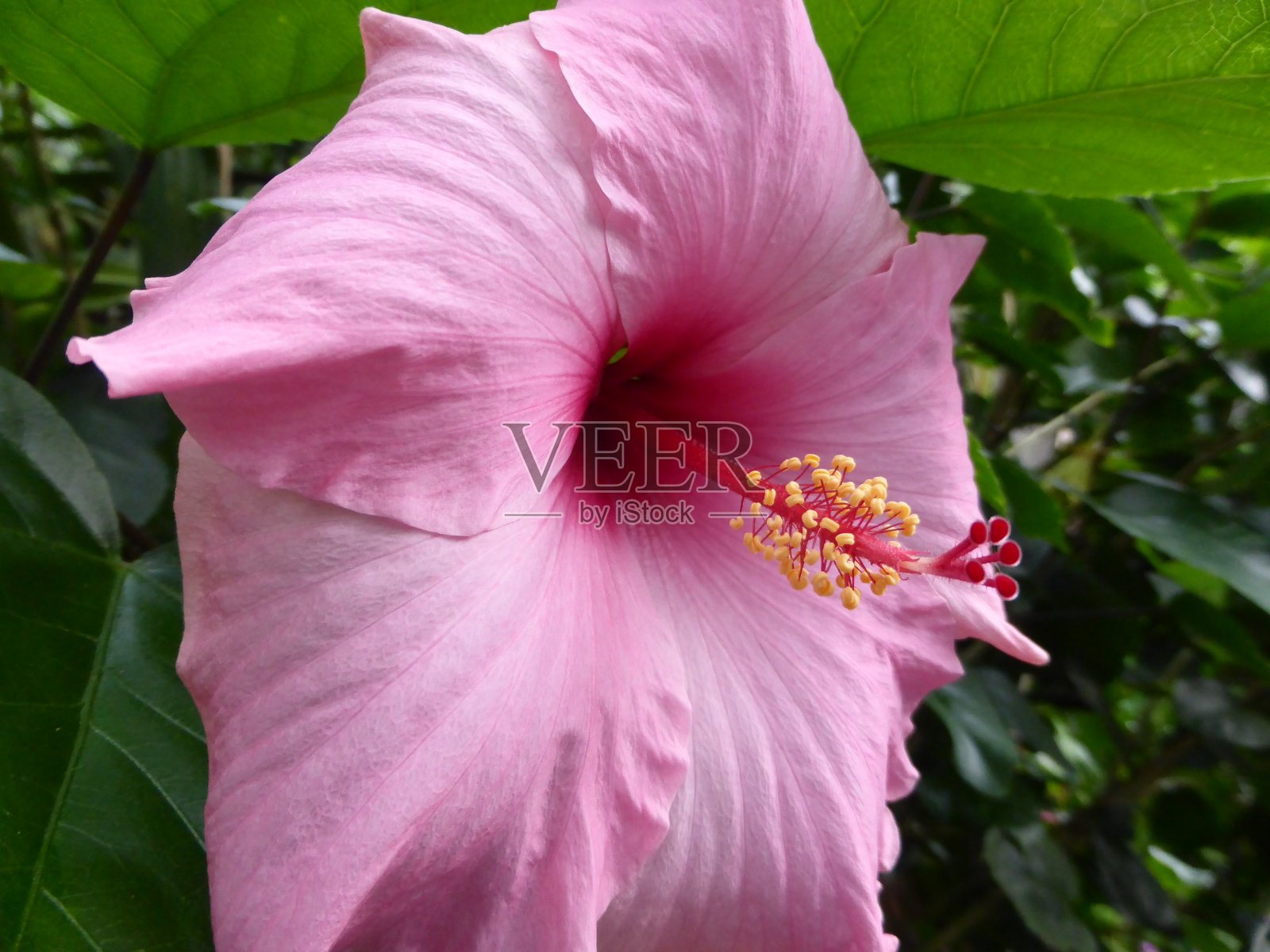 花照片摄影图片