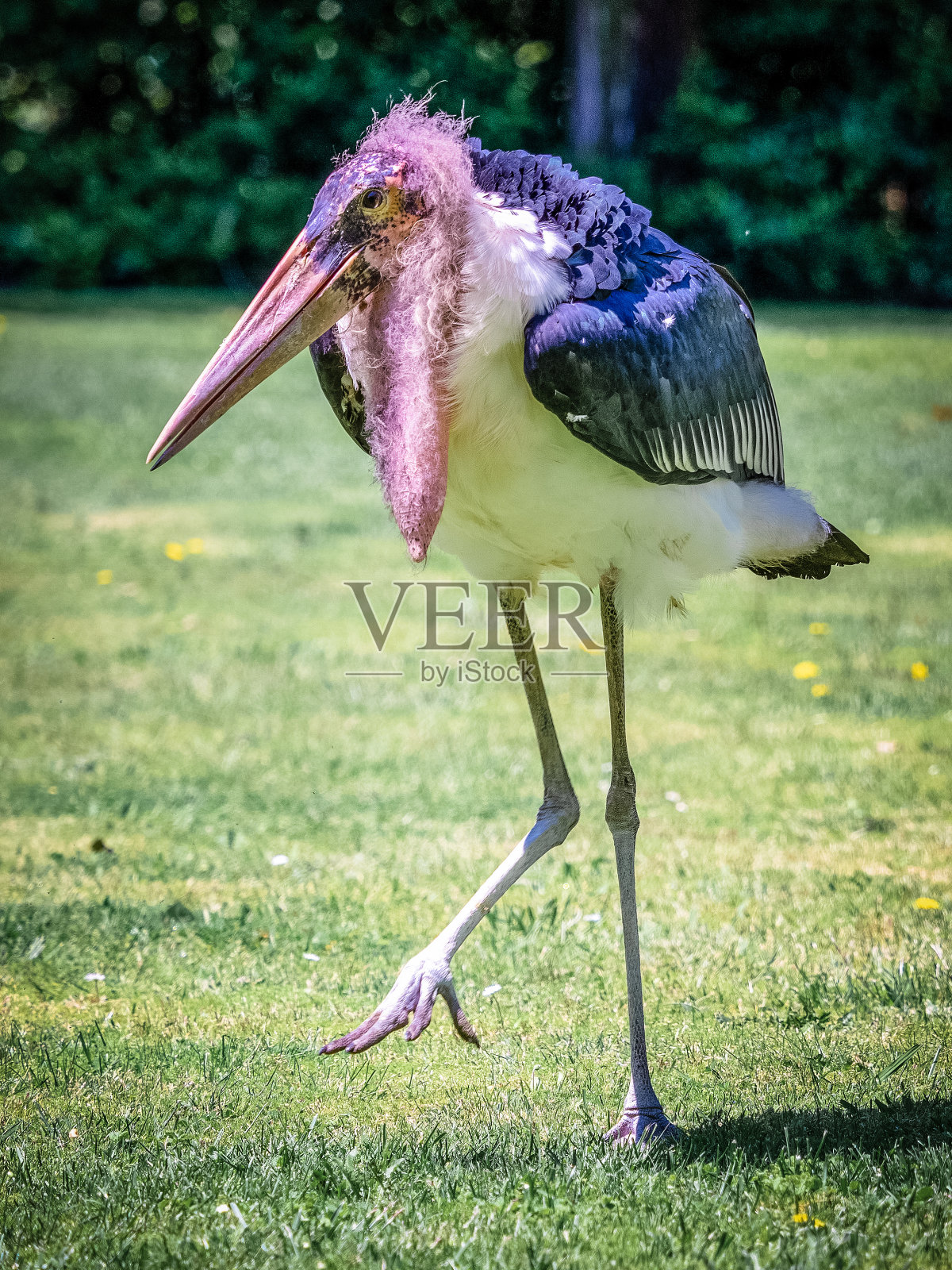 马拉布斯托克照片摄影图片