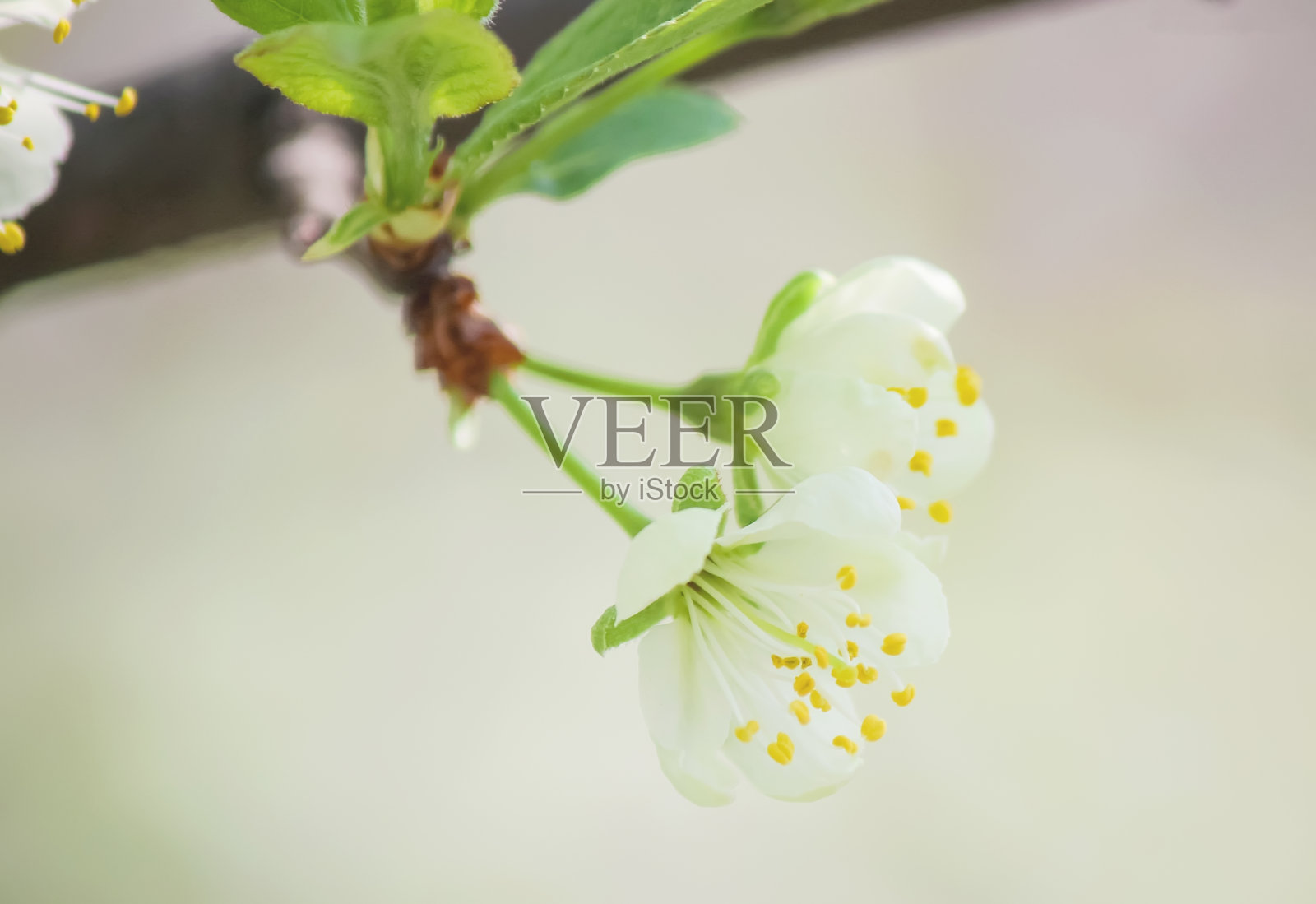 春天开花的树。盛开的花园。选择聚焦性质照片摄影图片