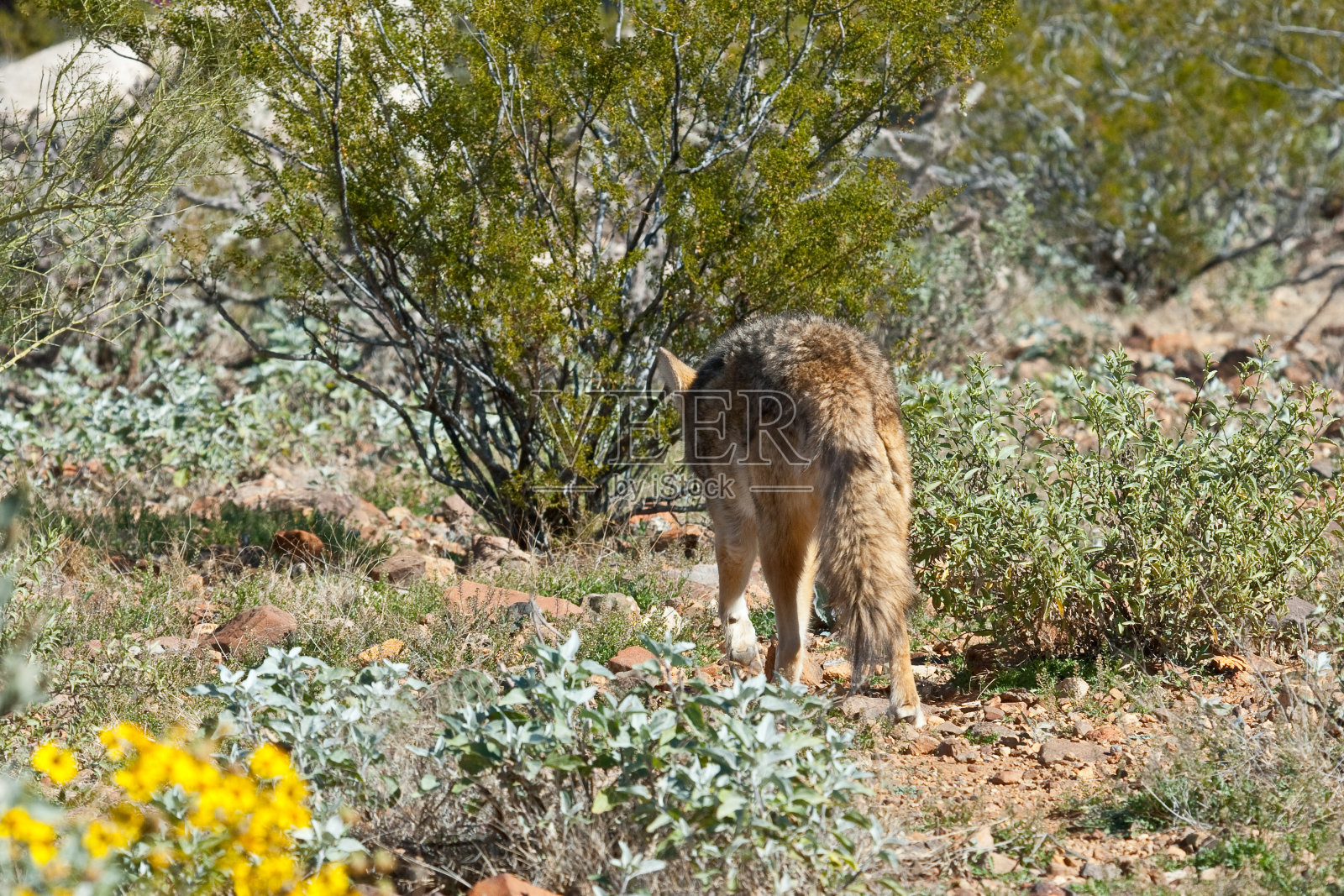 狼捕猎照片摄影图片