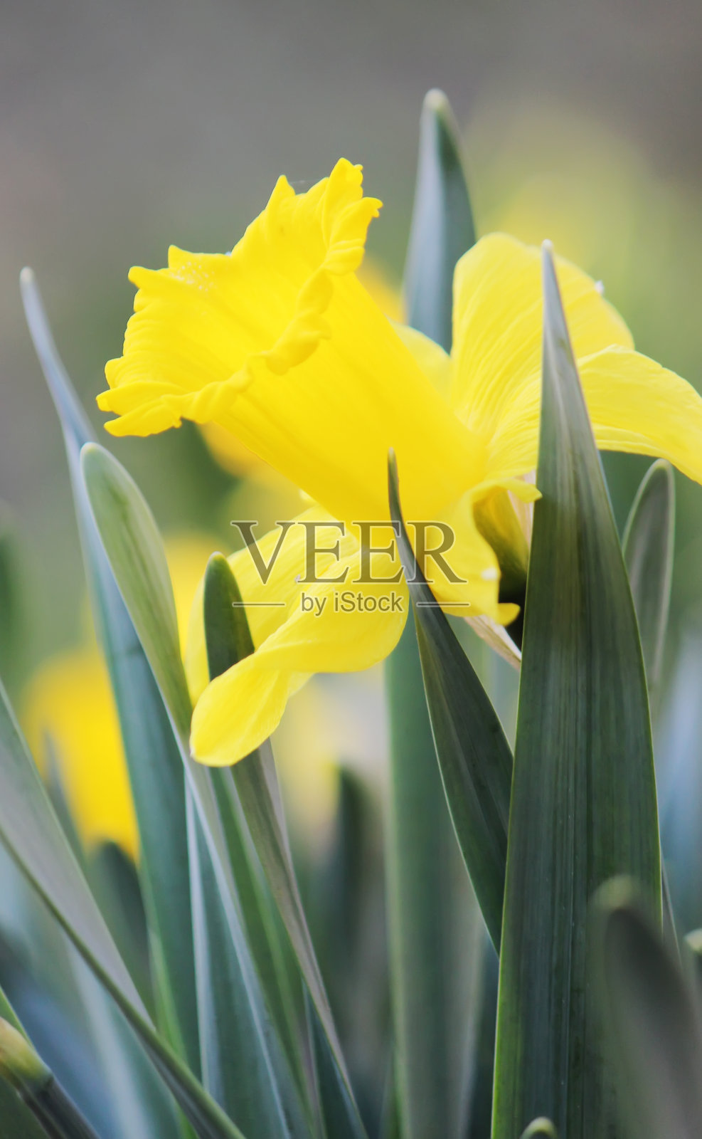 盛开的水仙选择性聚焦。植物群和动物群。照片摄影图片
