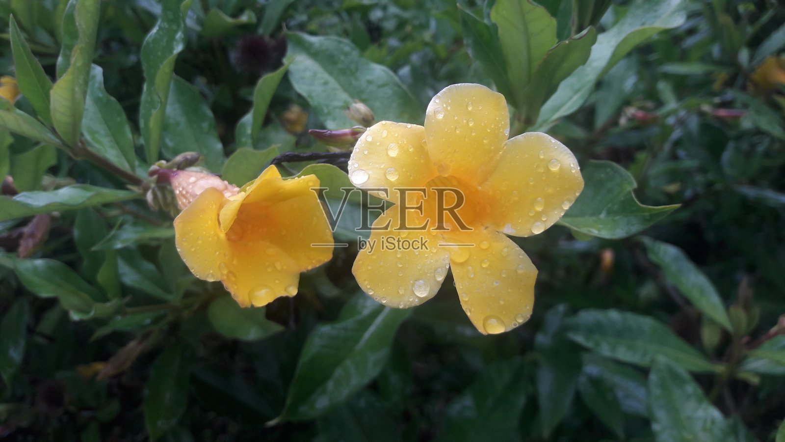 雨后照片摄影图片