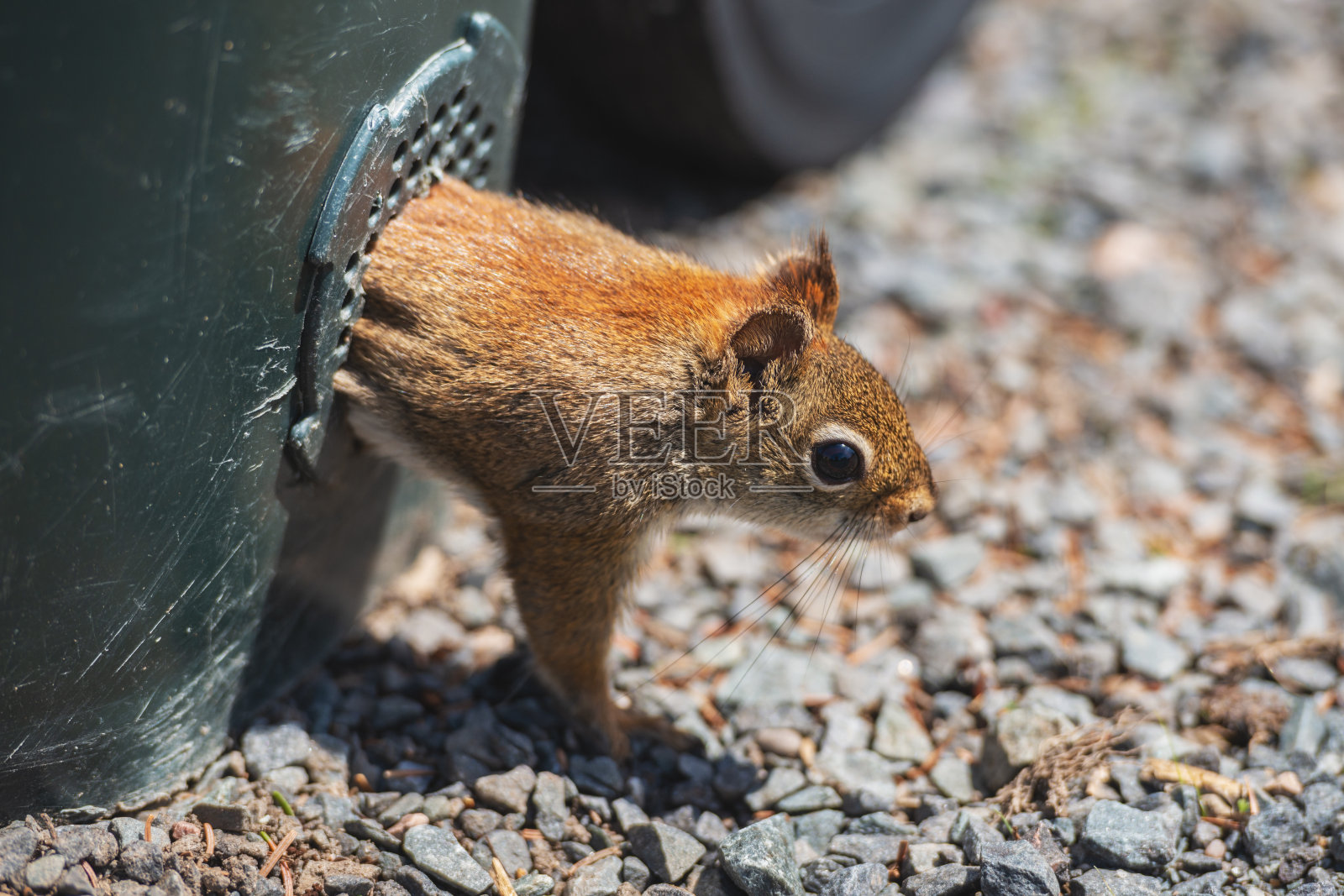 松鼠回收垃圾箱清道夫照片摄影图片