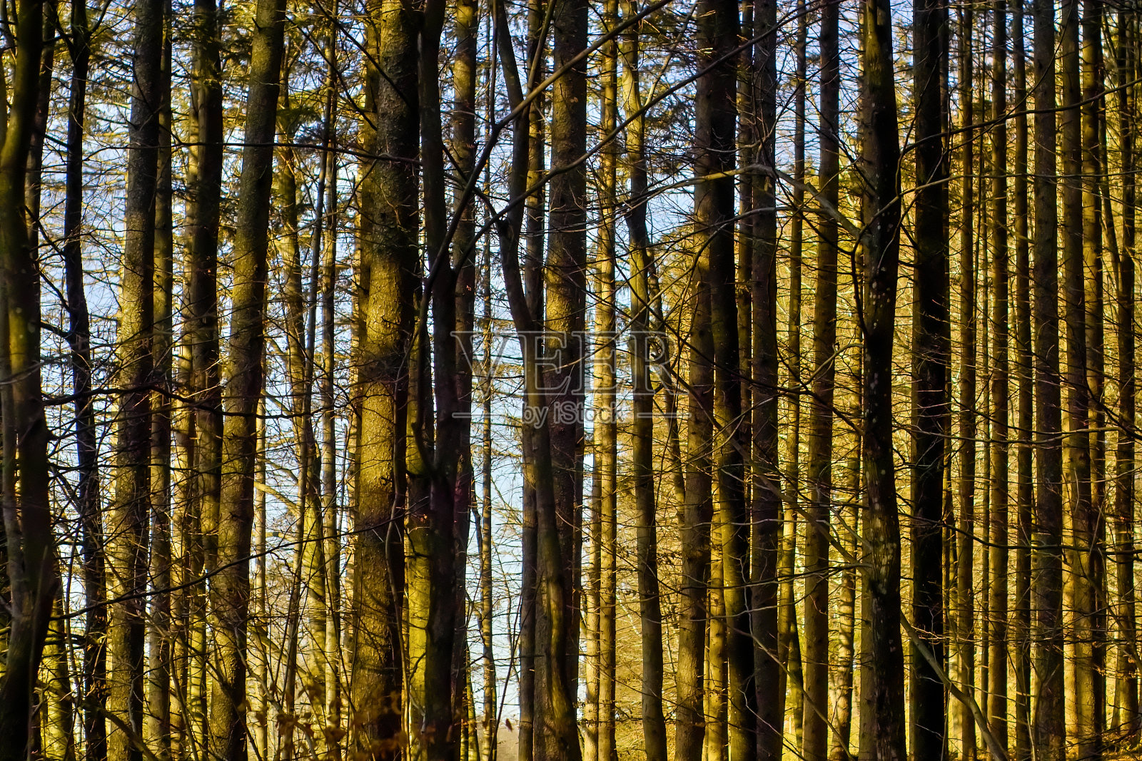 春季苏醒,冬后的针叶林中有树干、云杉、冷杉照片摄影图片