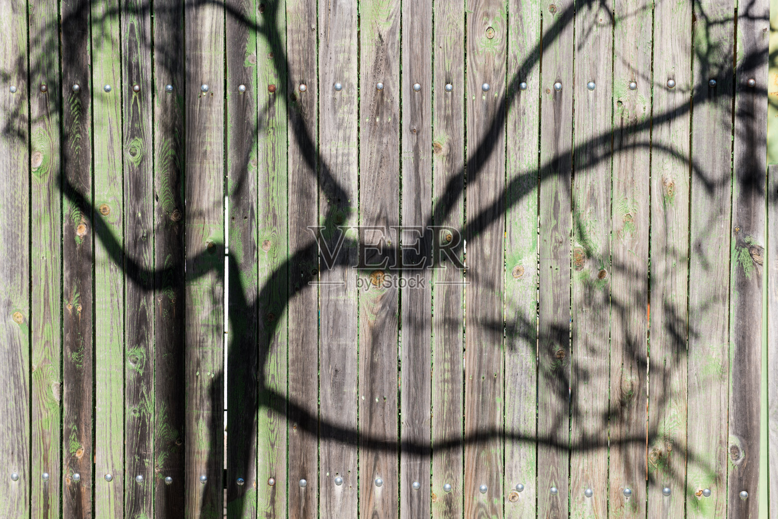 树枝的影子投射在古老的绿色木篱笆上照片摄影图片