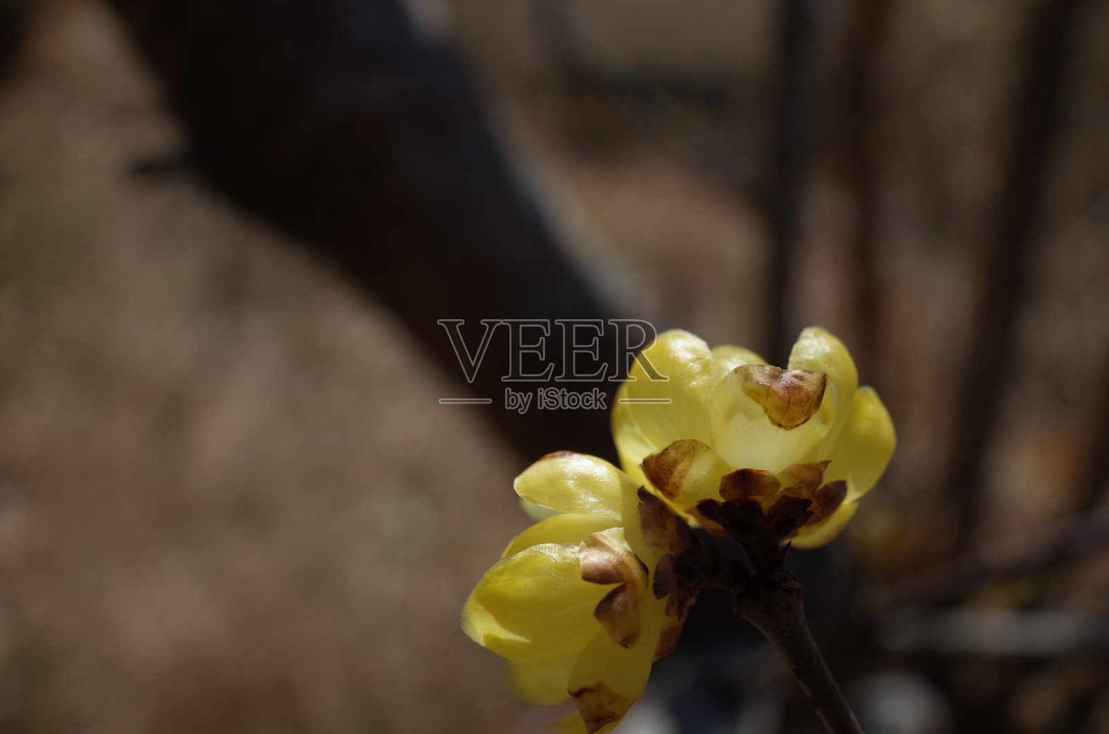 冬天的甜照片摄影图片