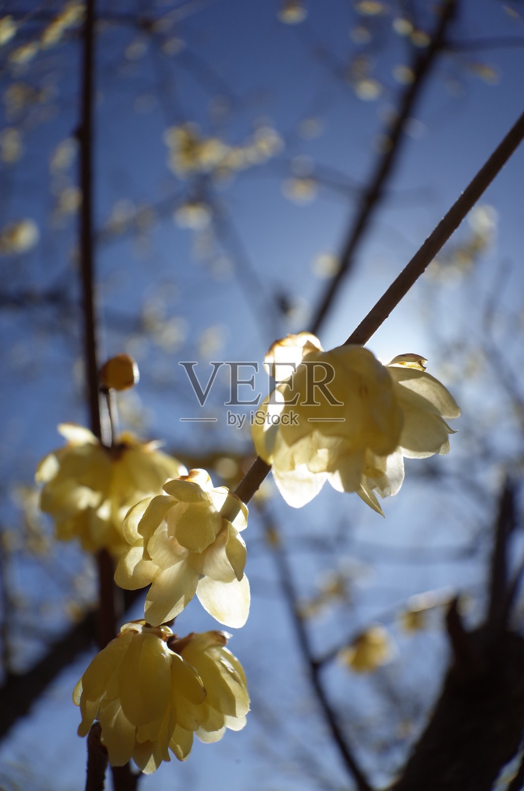 冬天的甜照片摄影图片