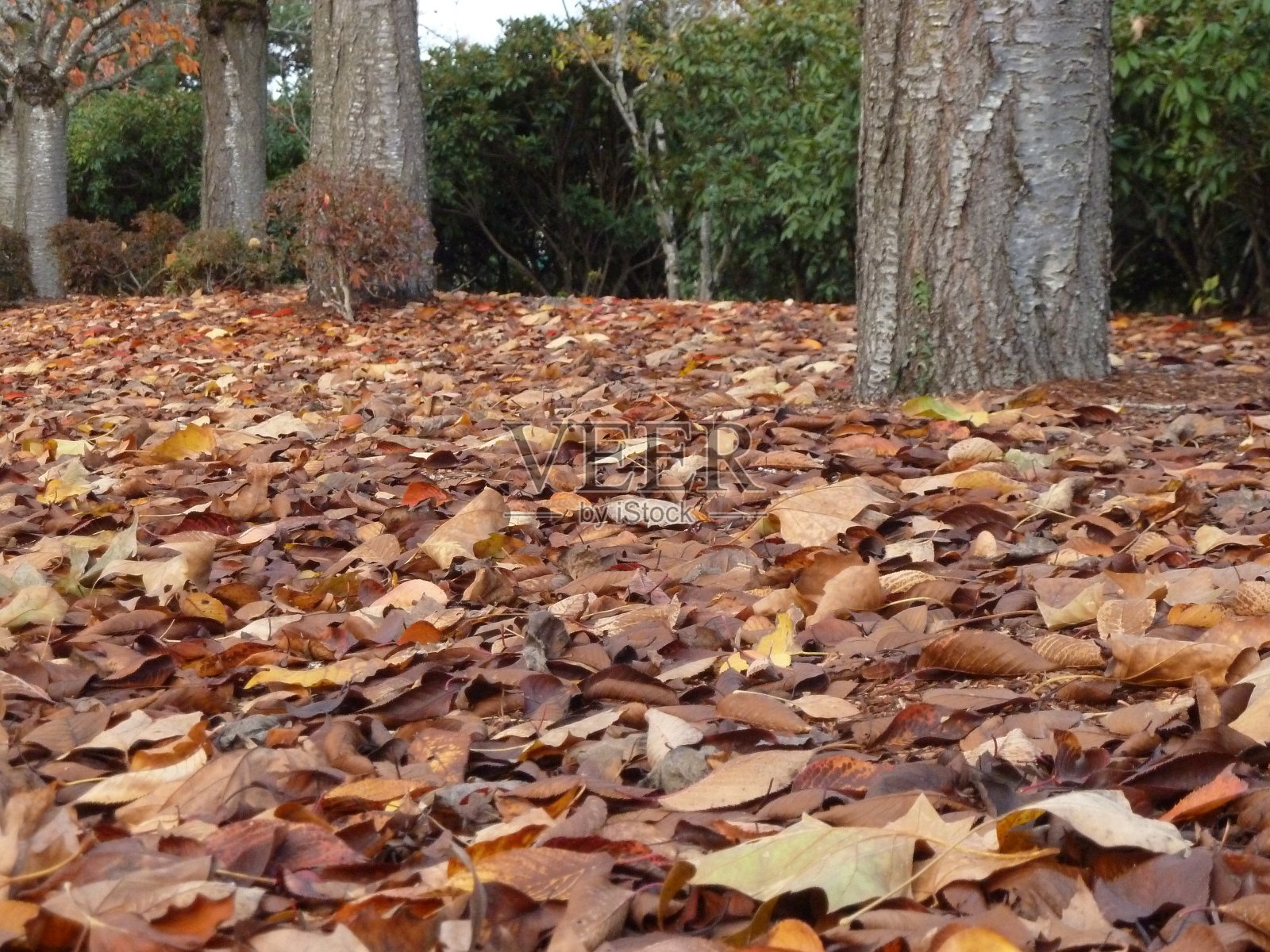 前景中混合了棕色和黄色的秋天枫叶照片摄影图片