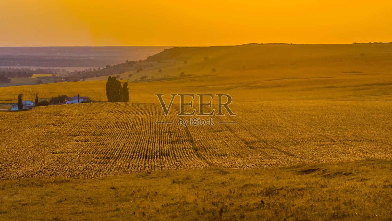 橙色的日落和黄色的向日葵田。照片摄影图片