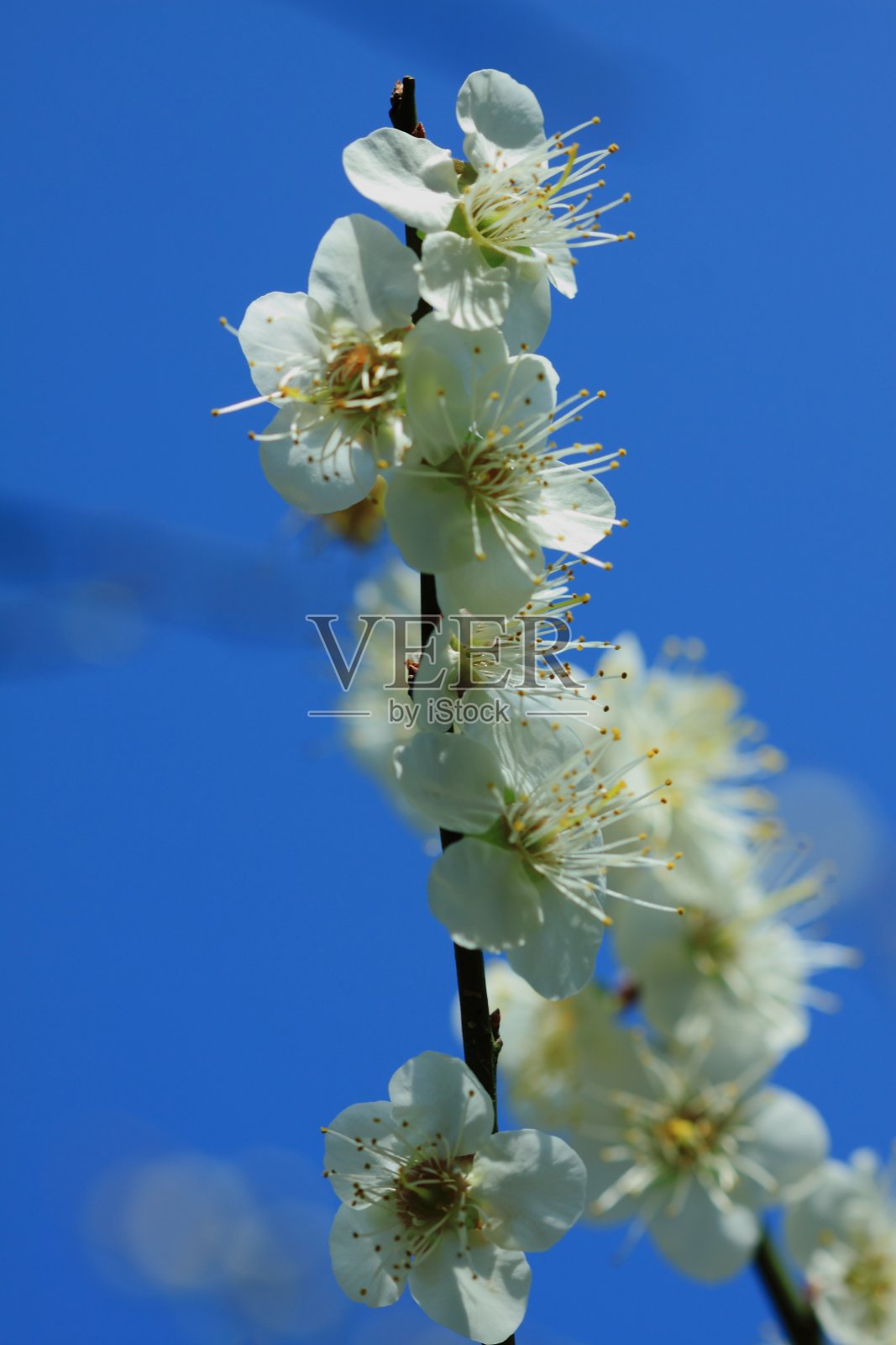 梅花照片摄影图片