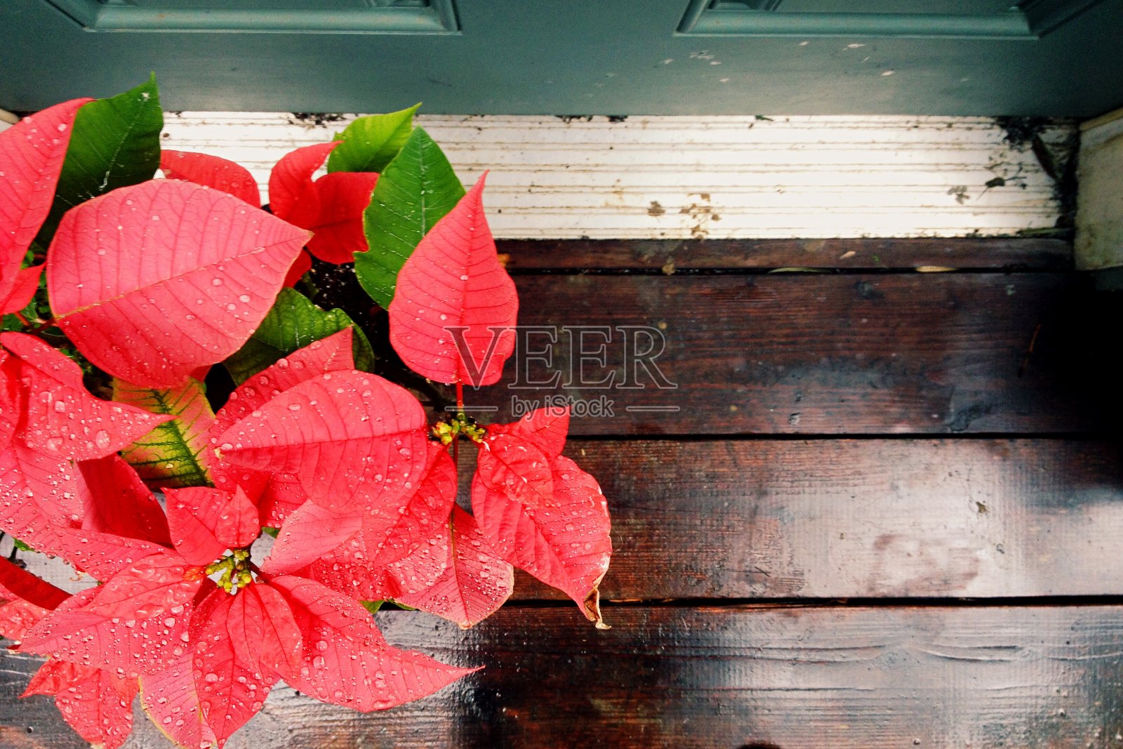 红一品红带着雨滴照片摄影图片