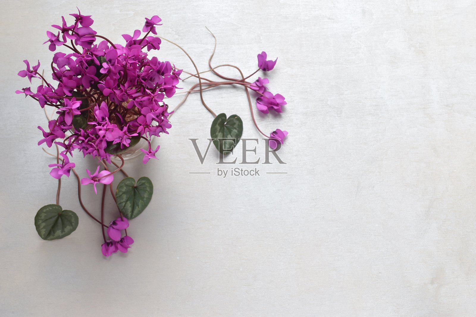 花照片摄影图片