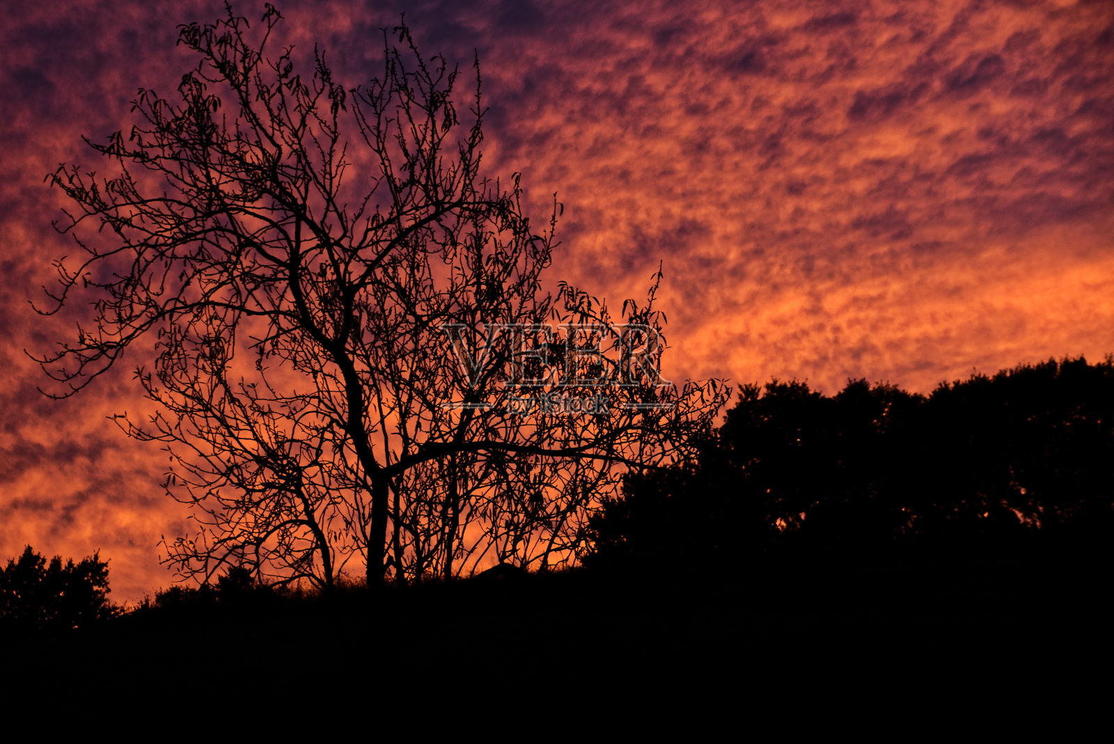树的轮廓和斑驳的红色天空照片摄影图片