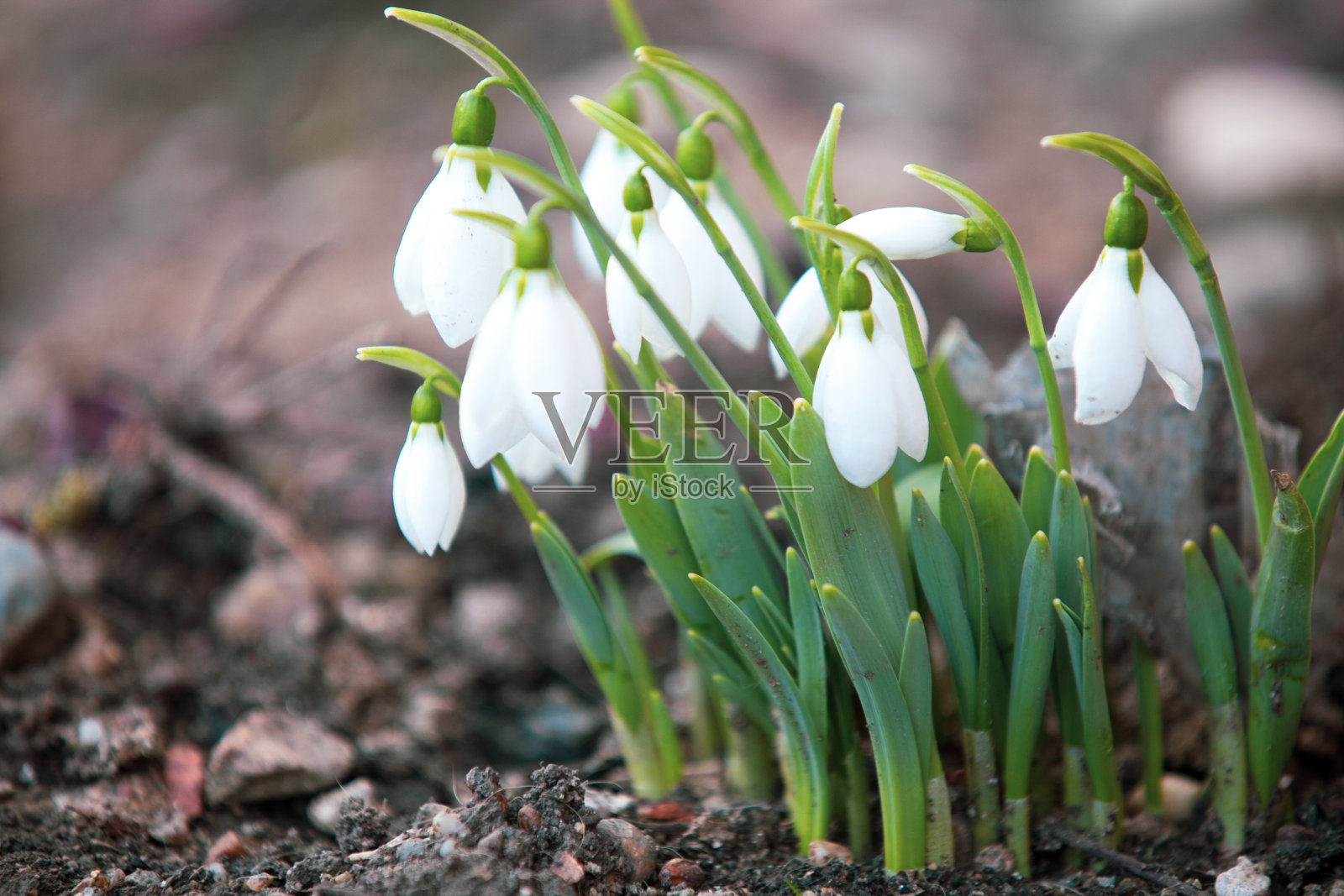 春天的雪花莲象征着希望和纯洁照片摄影图片
