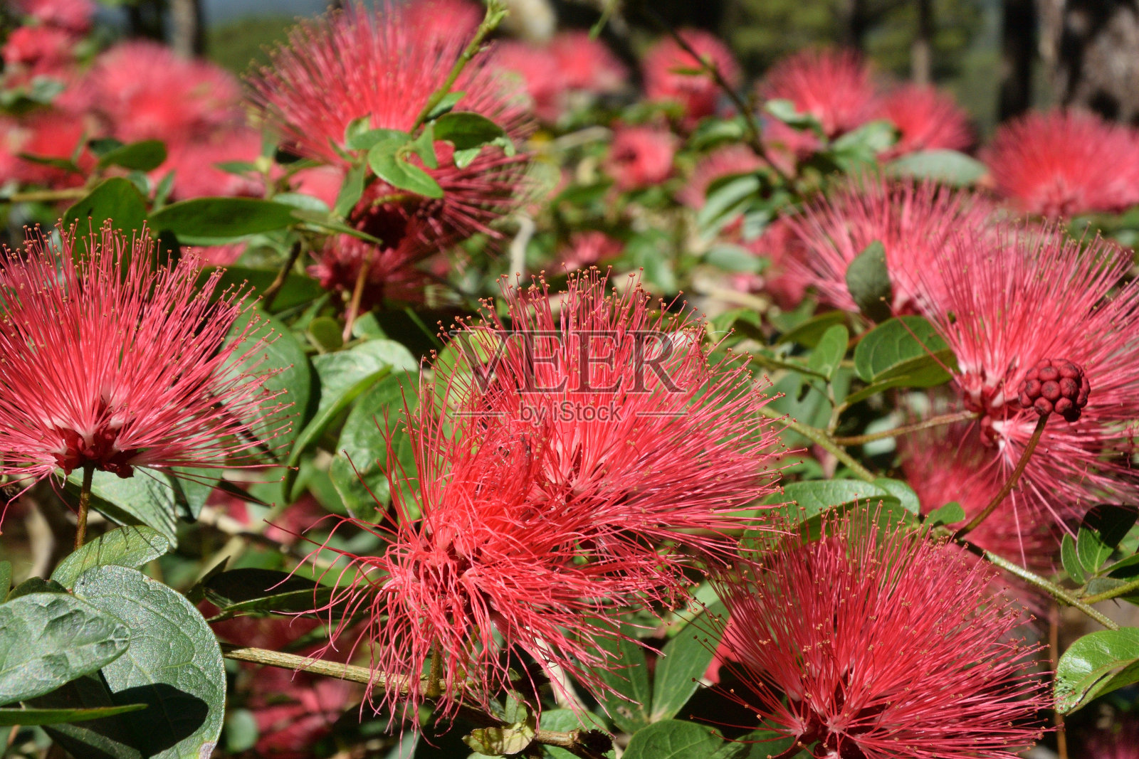 大叻花卉公园的含羞草照片摄影图片