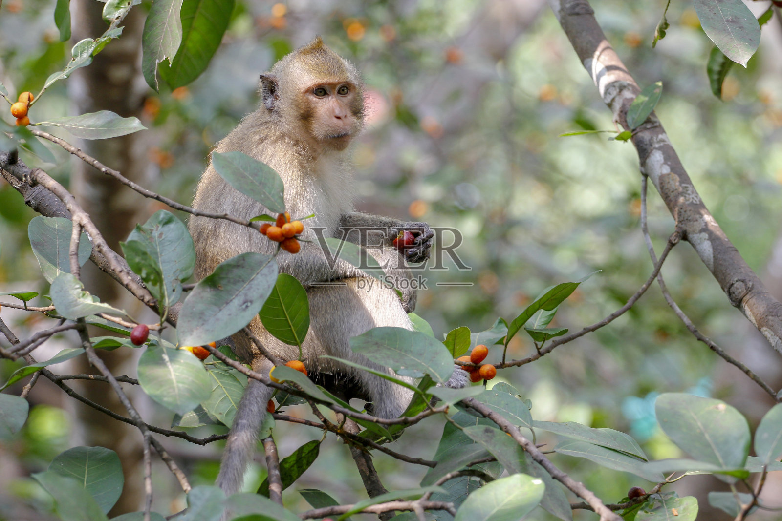 泰国猴子在树上吃东西照片摄影图片
