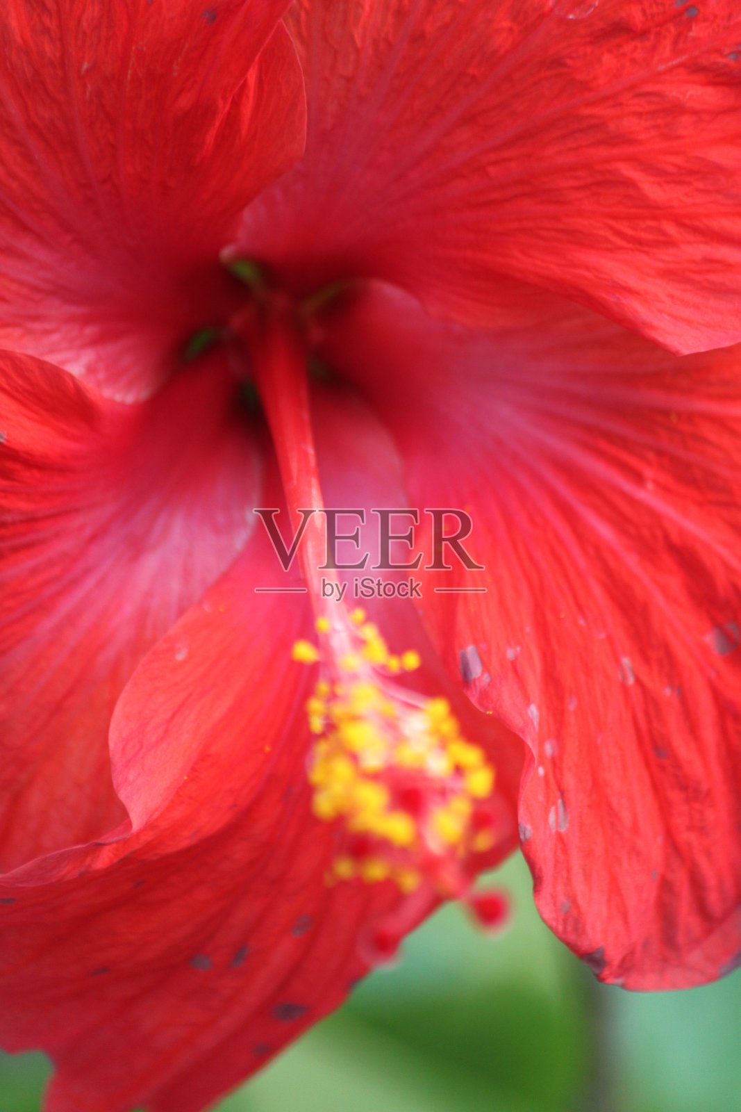 芙蓉花照片摄影图片