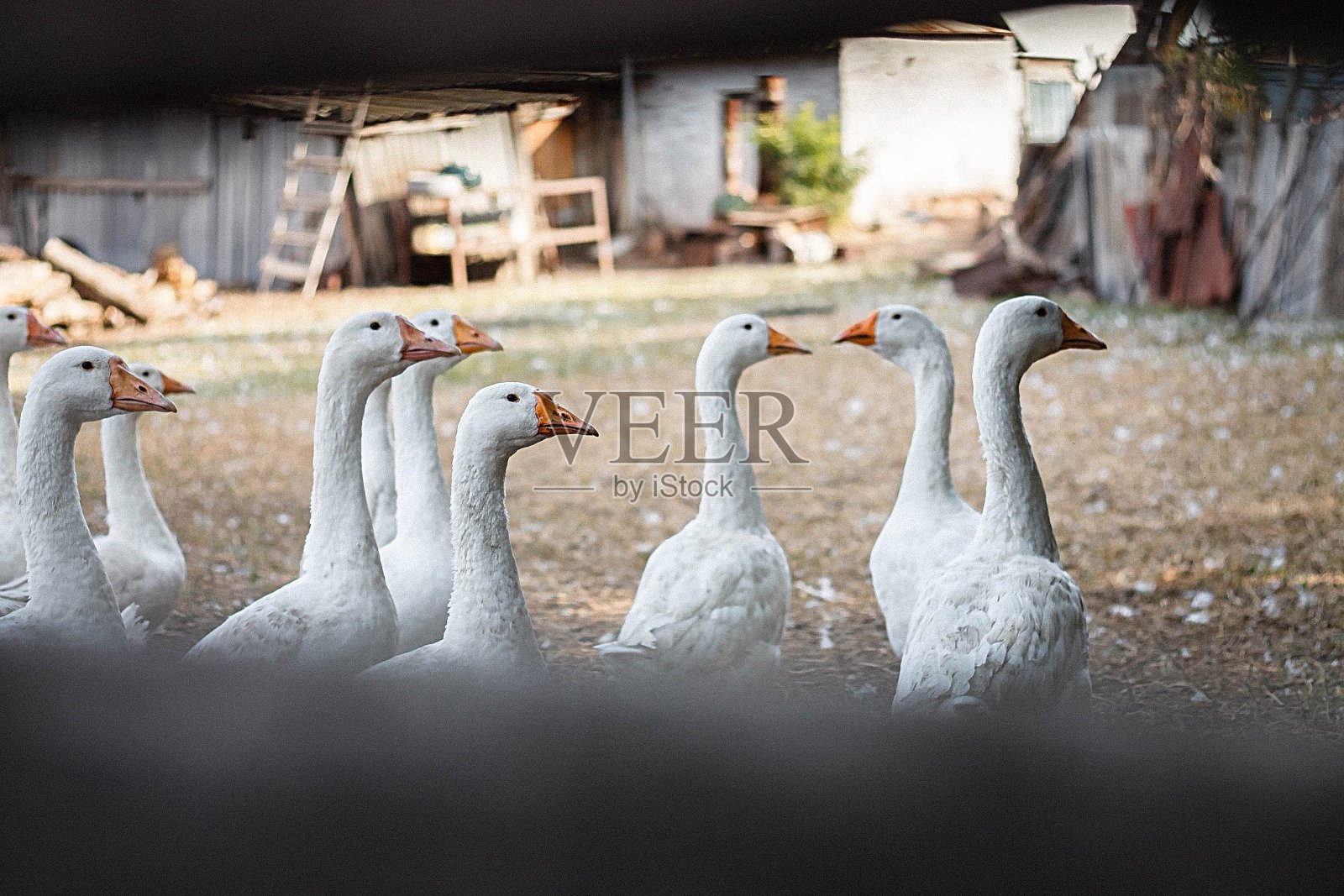 鹅照片摄影图片