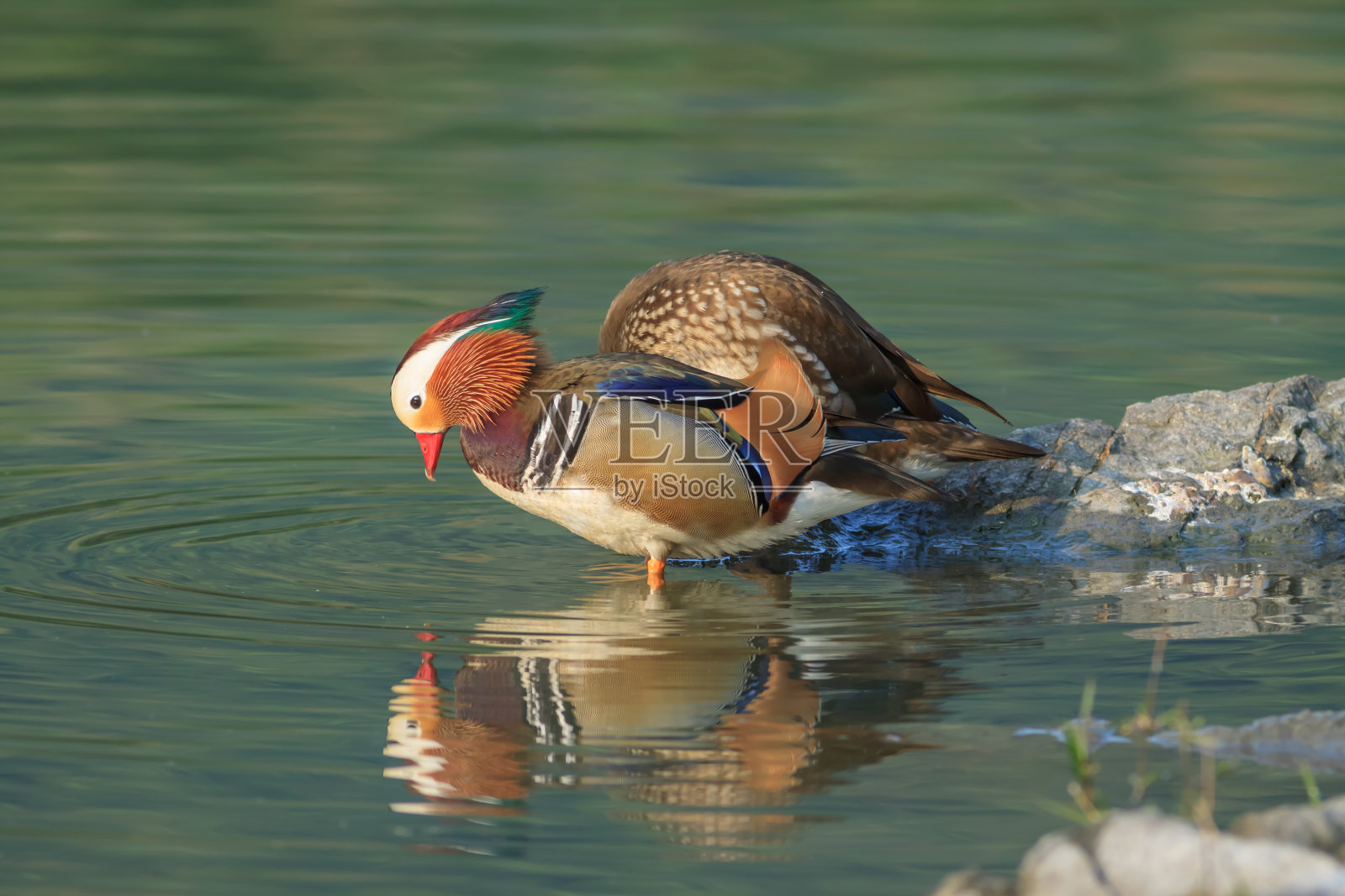 鸳鸯照片摄影图片