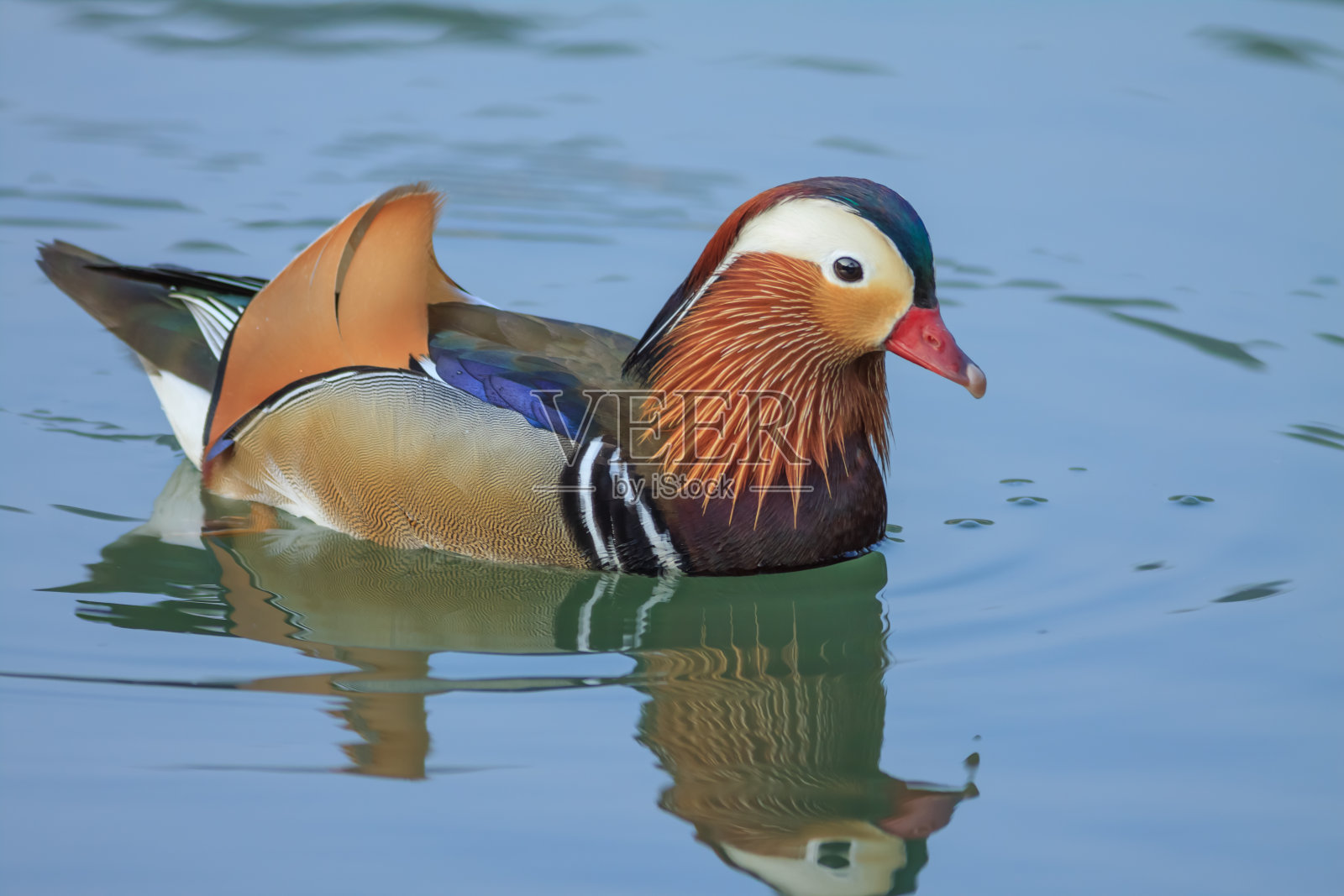 鸳鸯照片摄影图片