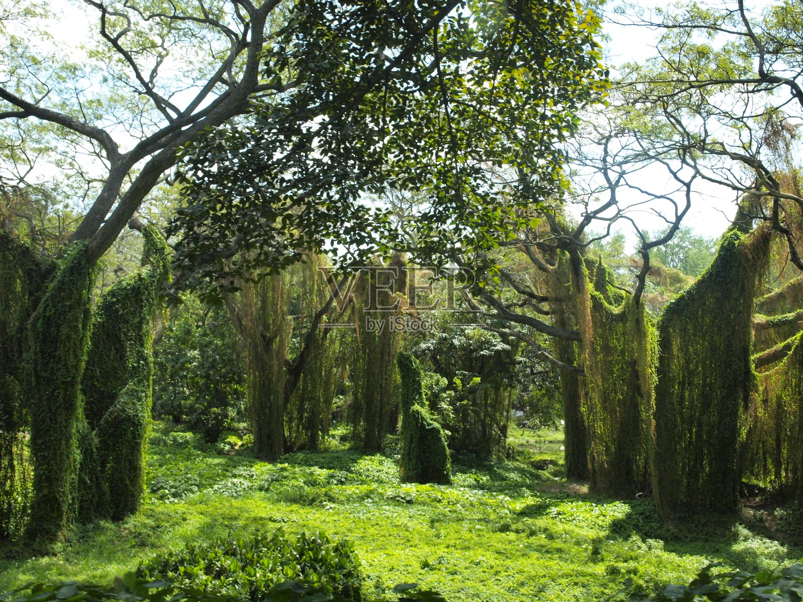 2018年6月21日,古巴哈瓦那:绿色植被和高湿度的哈瓦那森林。照片摄影图片