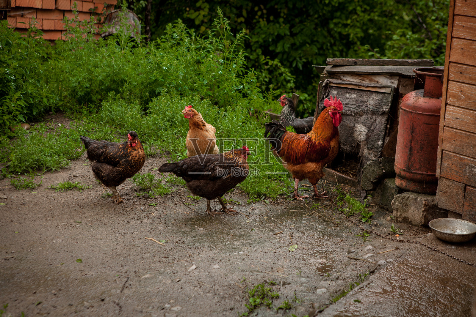 美丽的颜色公鸡去狗的房子。村的概念照片摄影图片