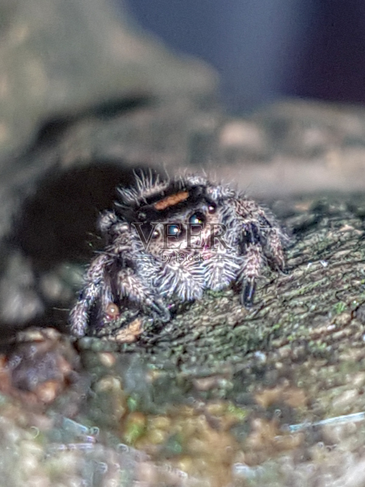 君威跳蛛照片摄影图片