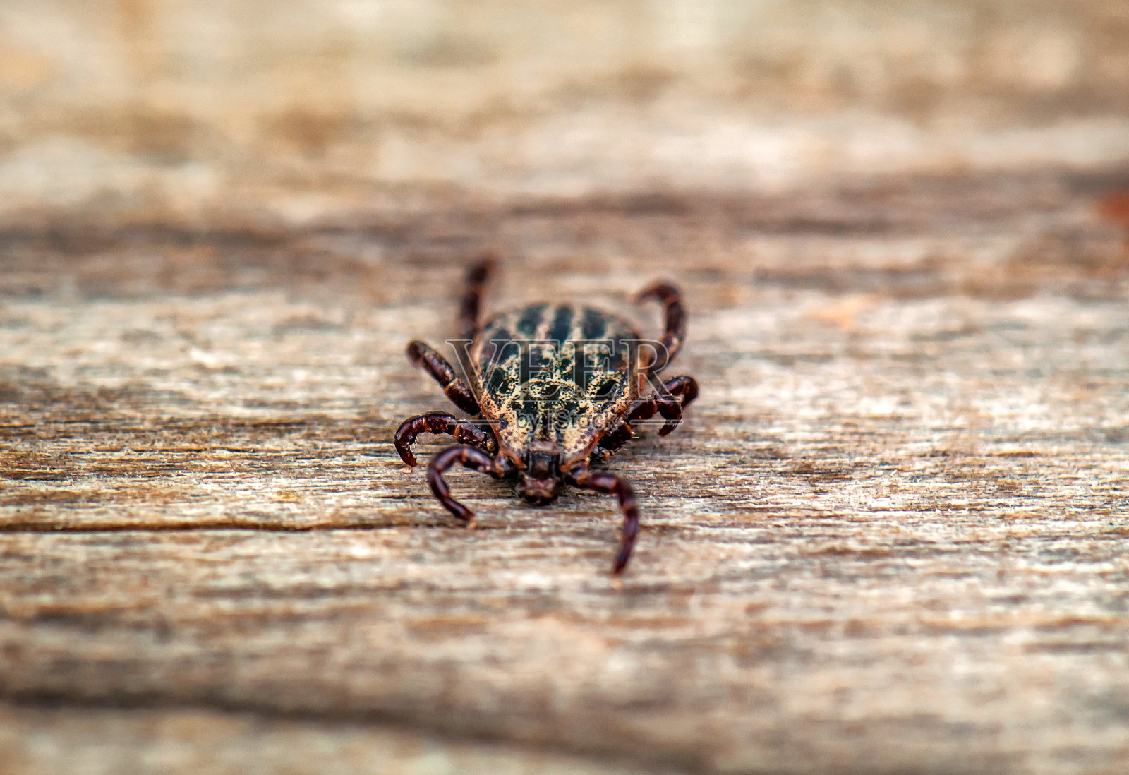 寄生虫生活螨照片摄影图片