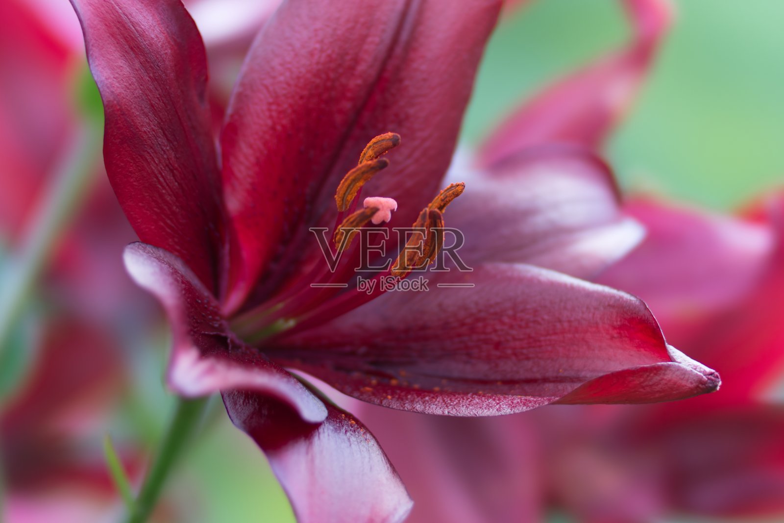 美丽的深紫红色百合在绿色背景的特写。照片摄影图片