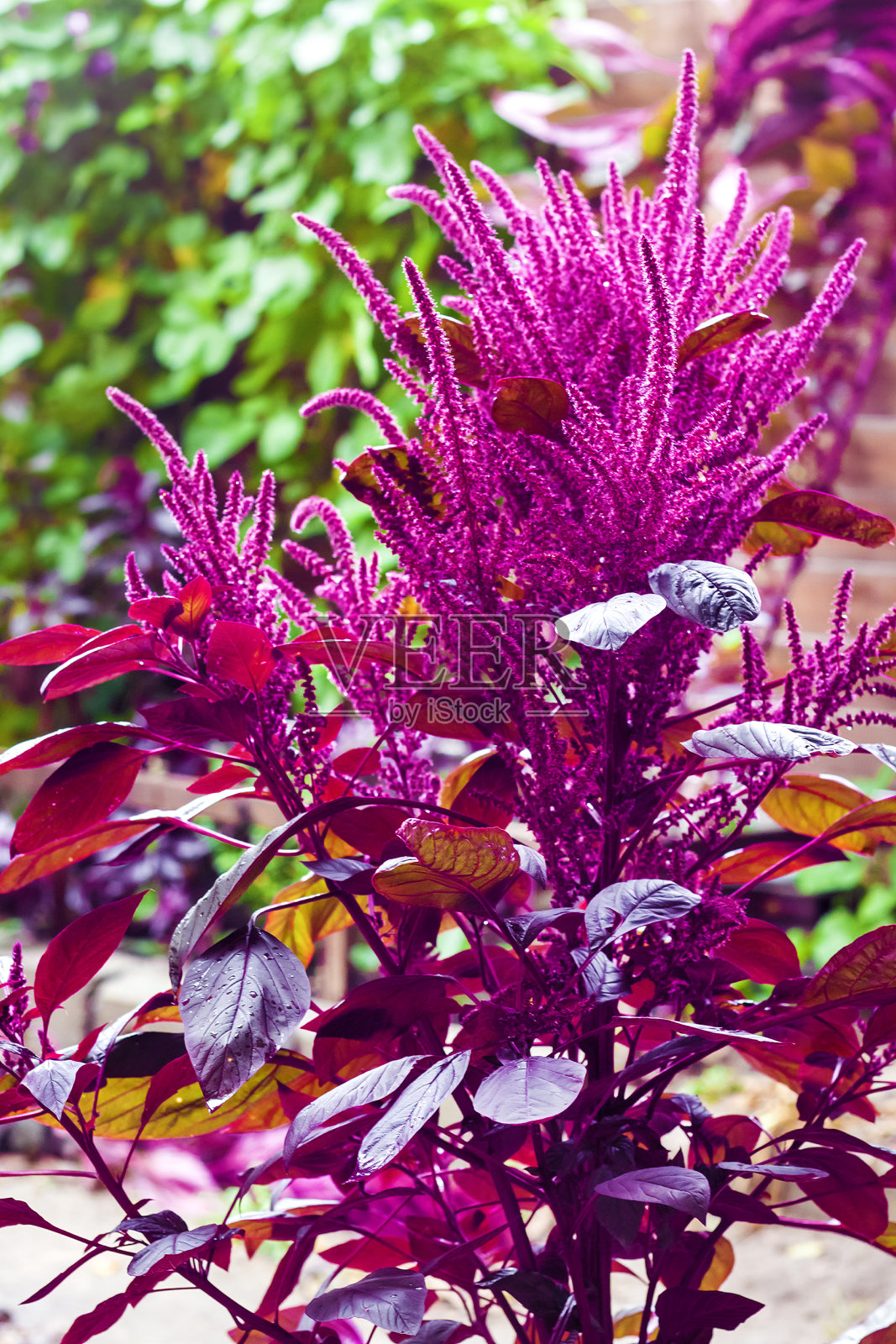 红色苋菜(Amaranthus cruentus)的花序特写在晴天照片摄影图片