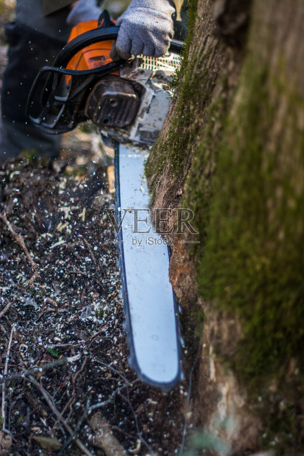 电锯和树照片摄影图片