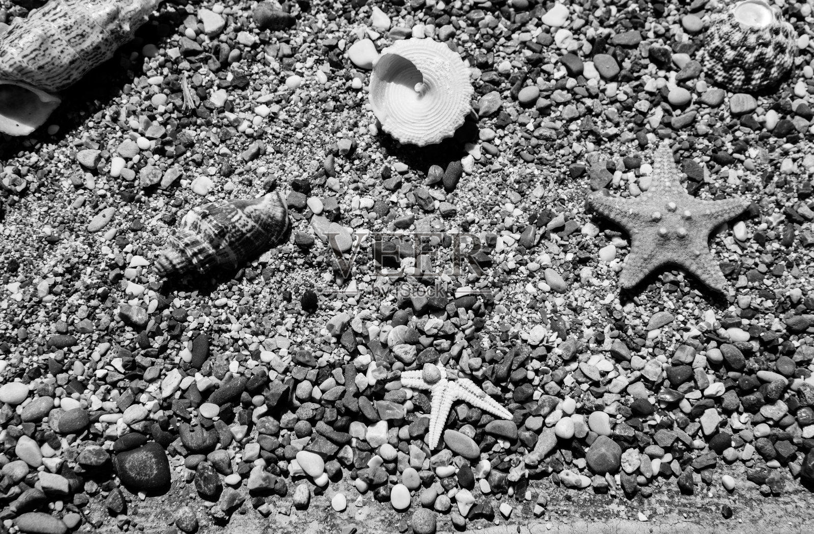 海滩夏季背景â贝壳和海星和珊瑚上的海卵石。灰色背景照片摄影图片