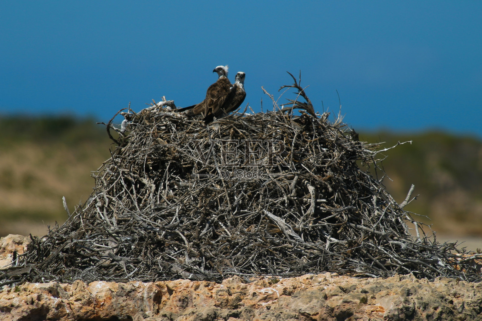 海鹰在蒙特贝罗群岛筑巢照片摄影图片