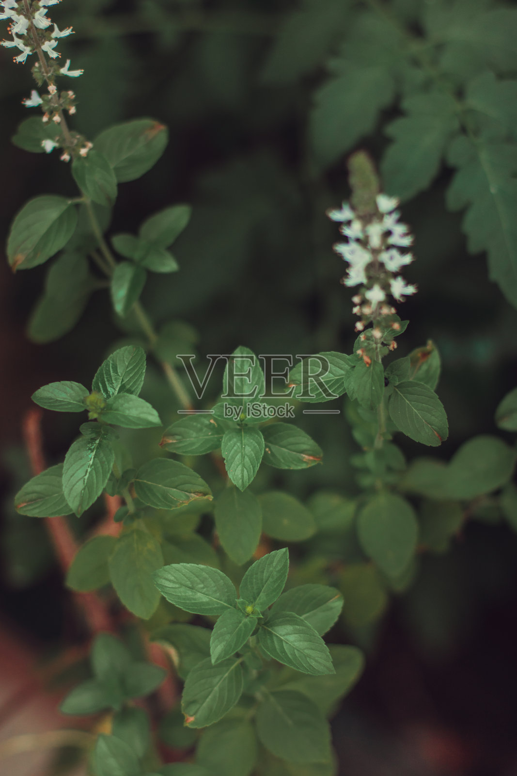 新鲜的罗勒花瓶在花园里。健康生活方式概念形象。照片摄影图片