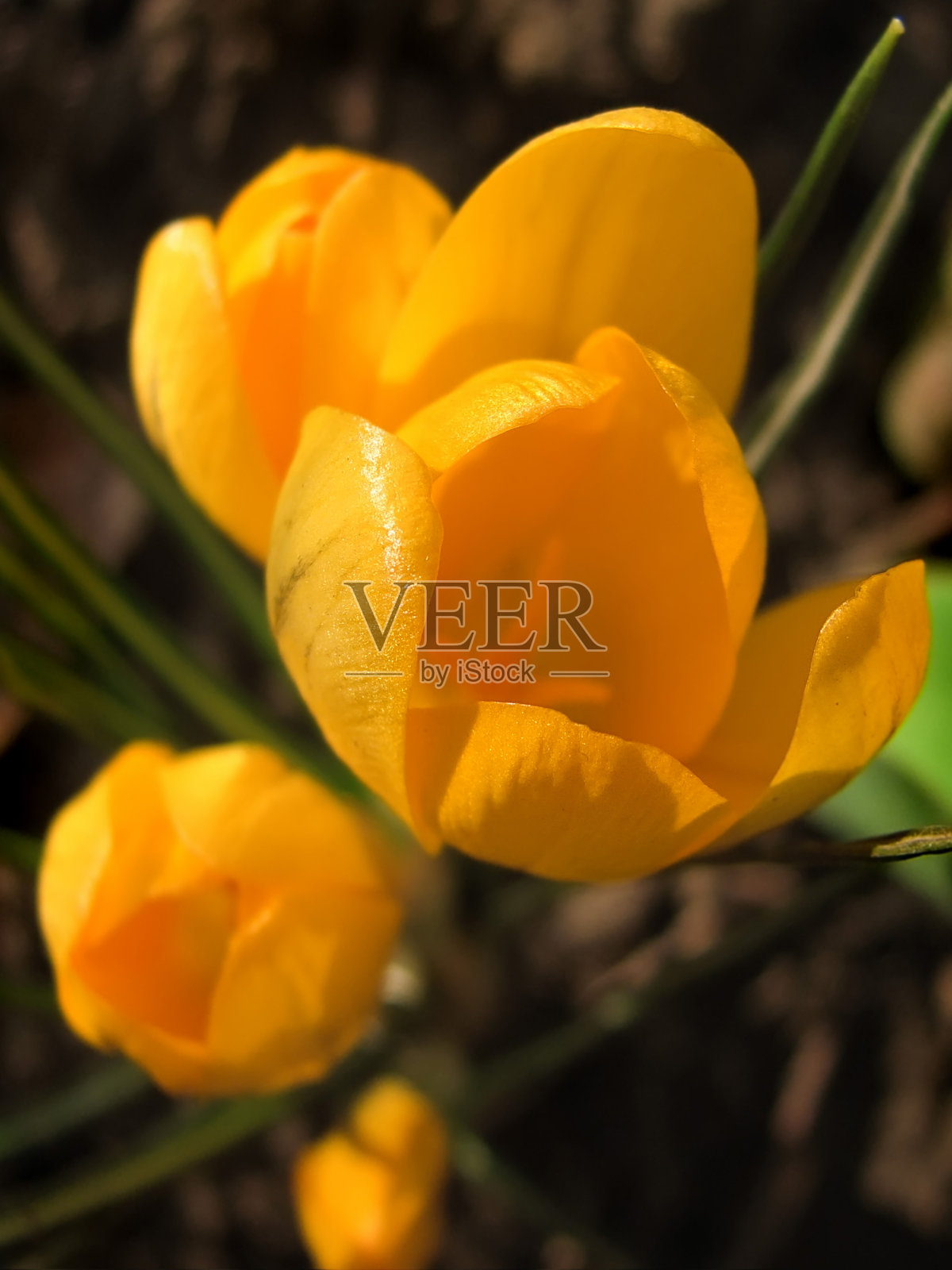 盛开的黄色的番红花。番红花vernus。照片摄影图片