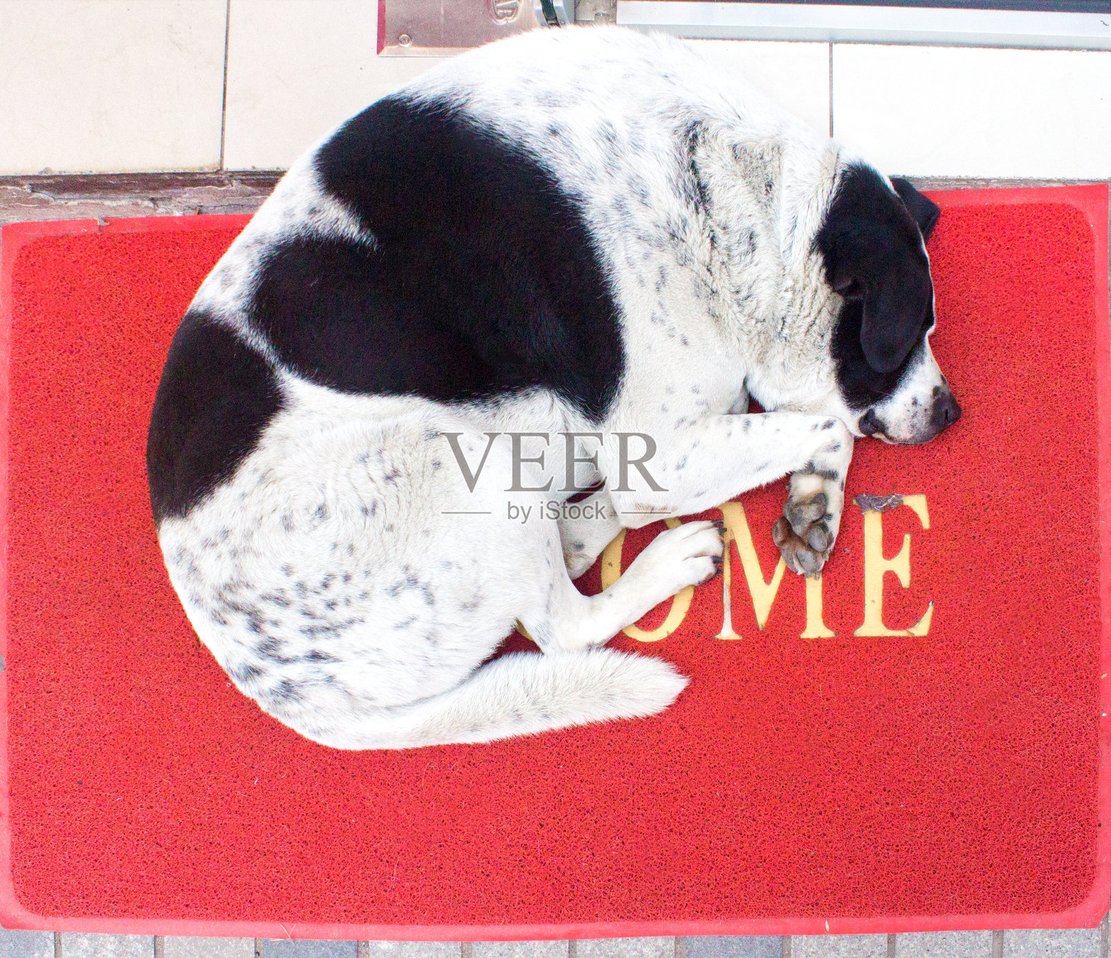 白色和黑色的狗与心在背部睡在红地毯上与字欢迎。照片摄影图片
