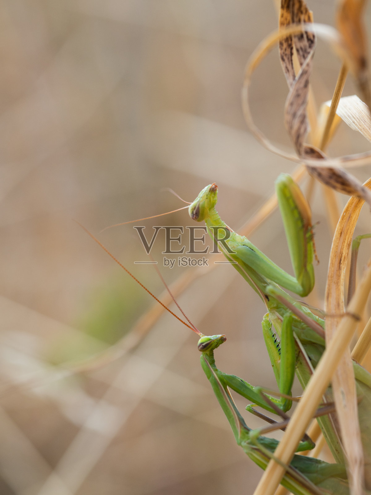 在干草上交配的一对欧洲螳螂照片摄影图片