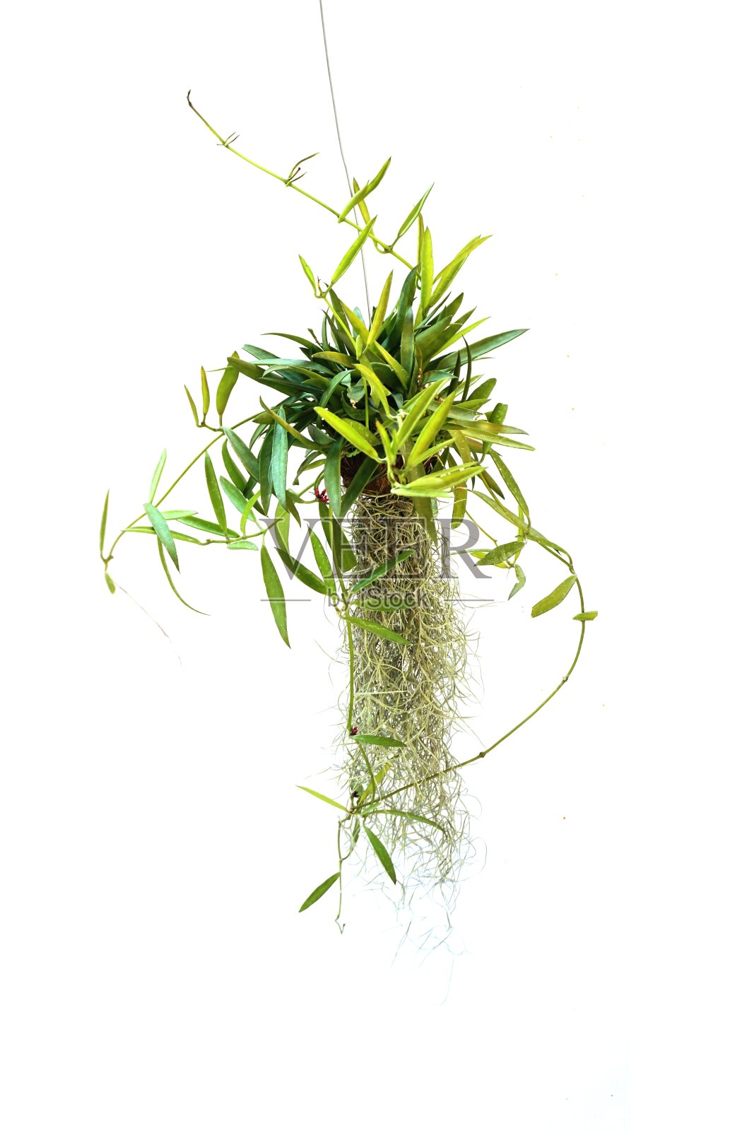 绿色植物在白色背景上悬挂孤立的收藏品照片摄影图片