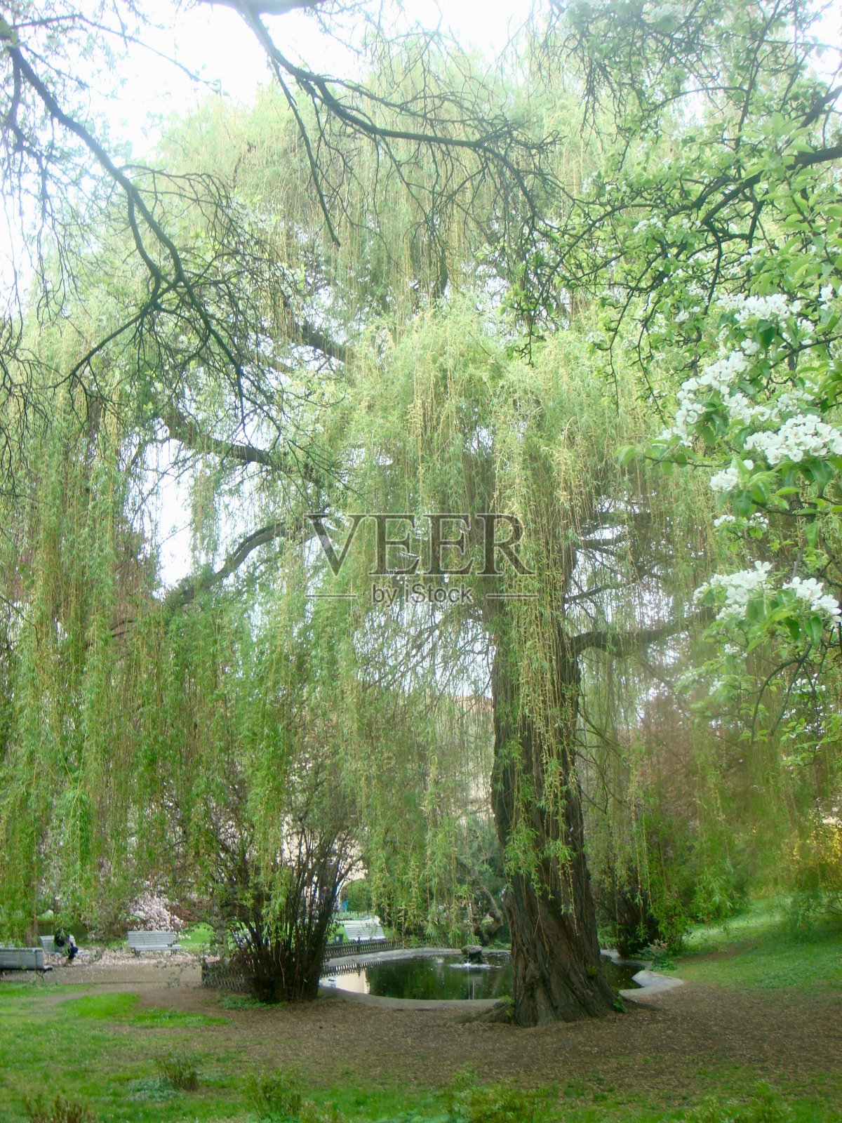 春天,布拉格的树开花了照片摄影图片