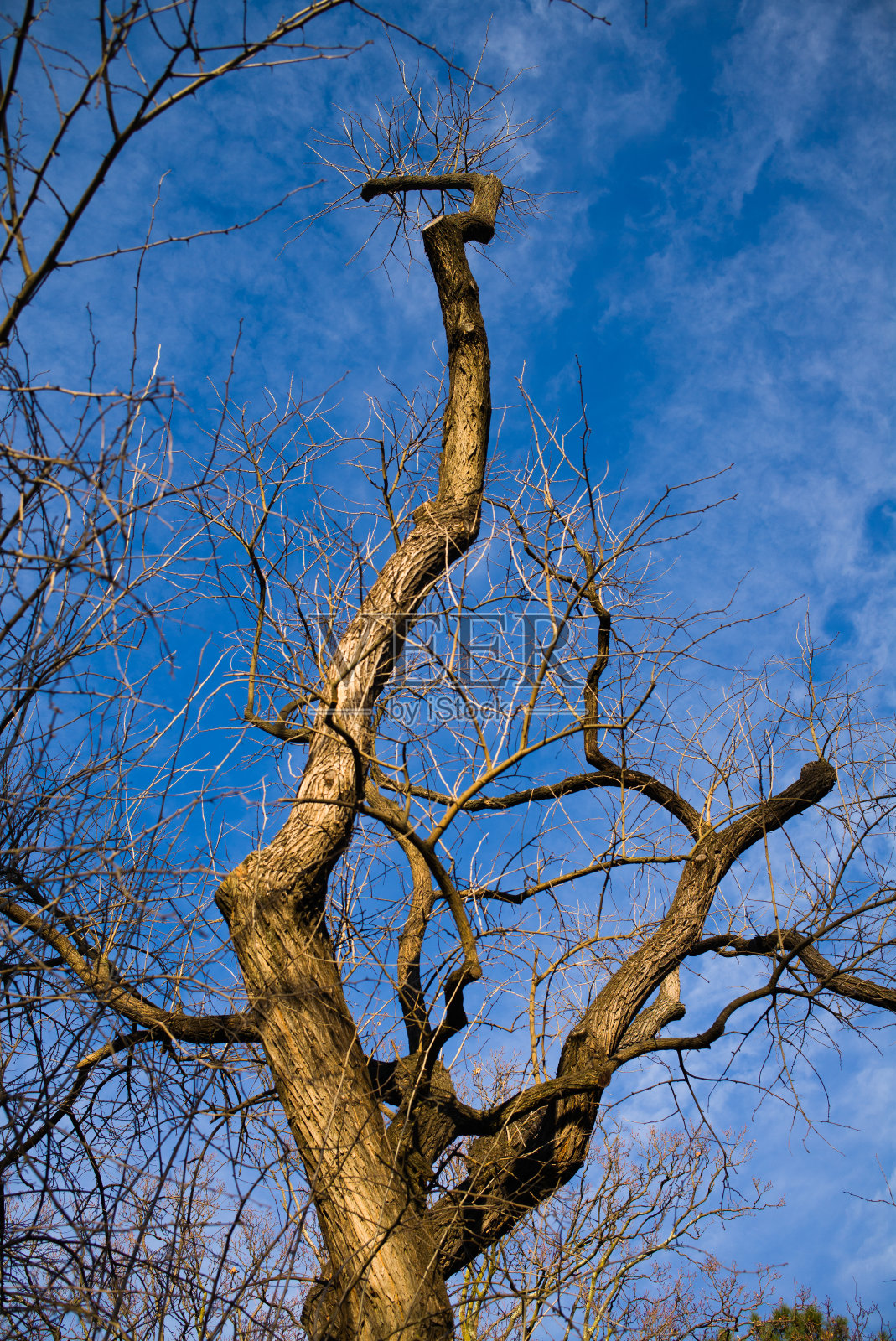 冬天光秃秃的树照片摄影图片