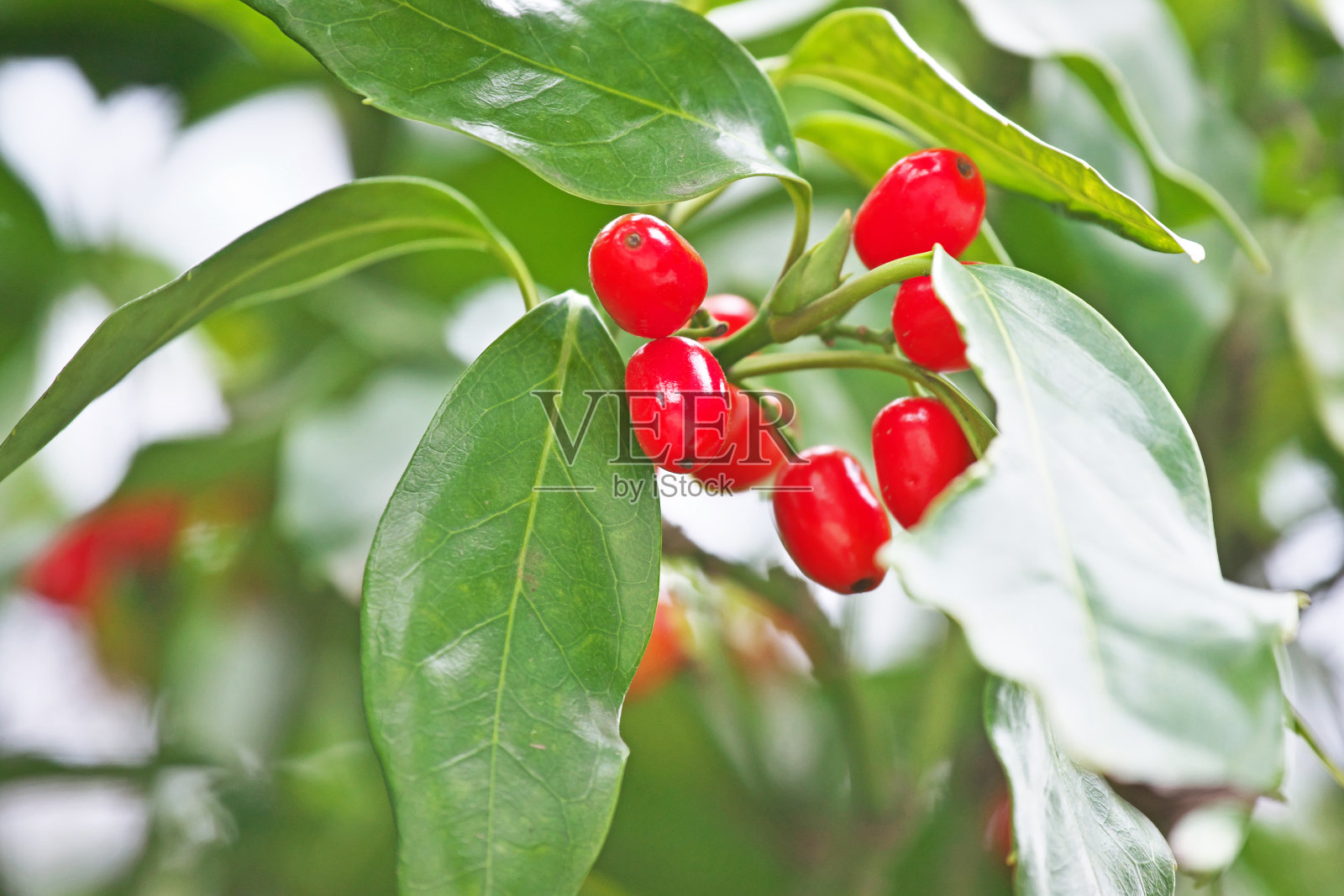 桃叶珊瑚果实照片摄影图片
