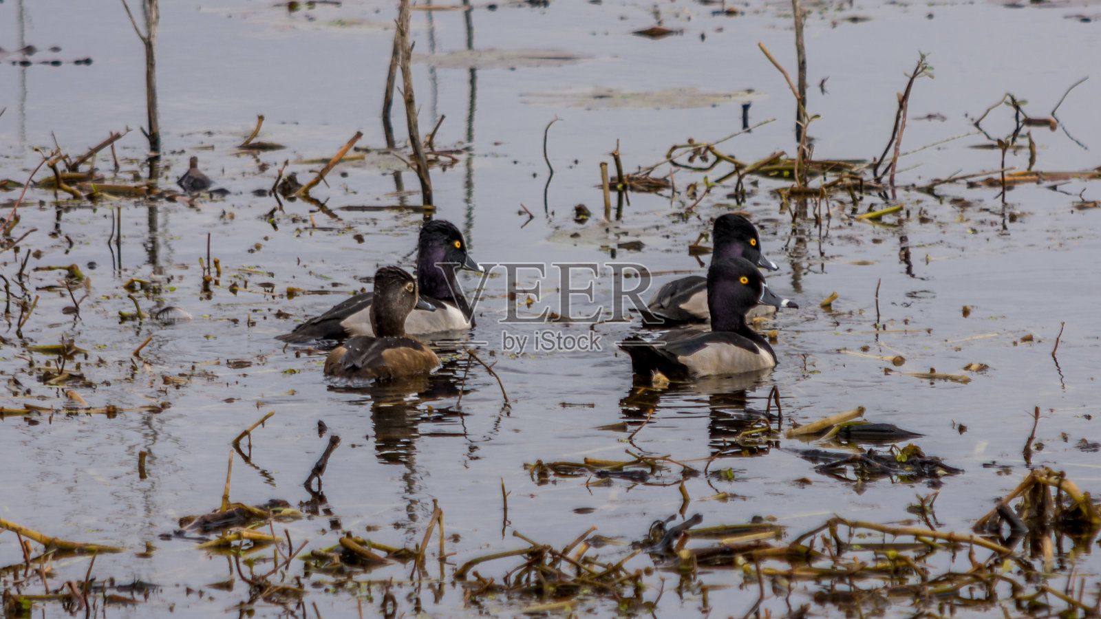 ringneck鸭子照片摄影图片