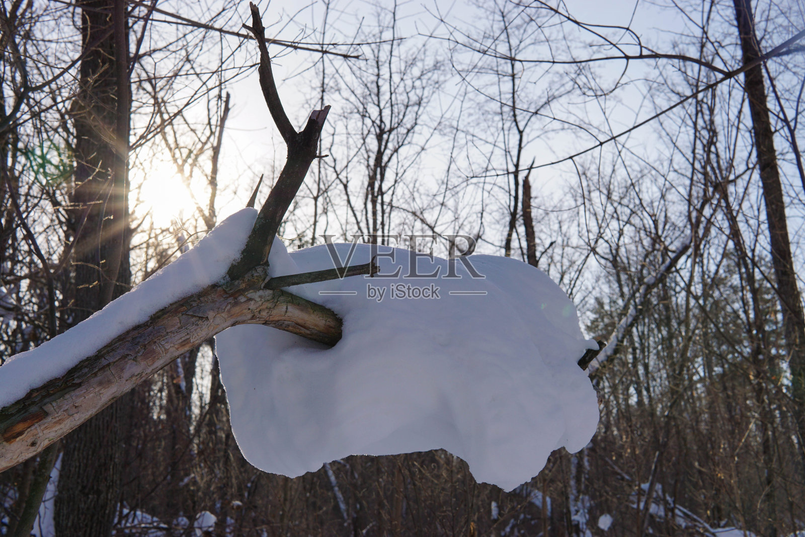 在一个阳光明媚的冬日,大雪挂在树上照片摄影图片
