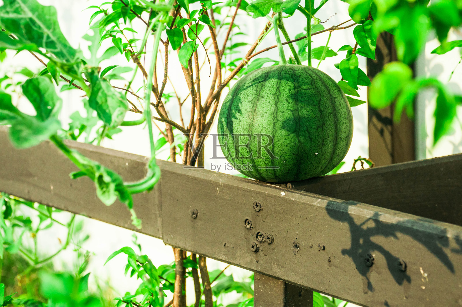 西瓜树生长在房子里照片摄影图片