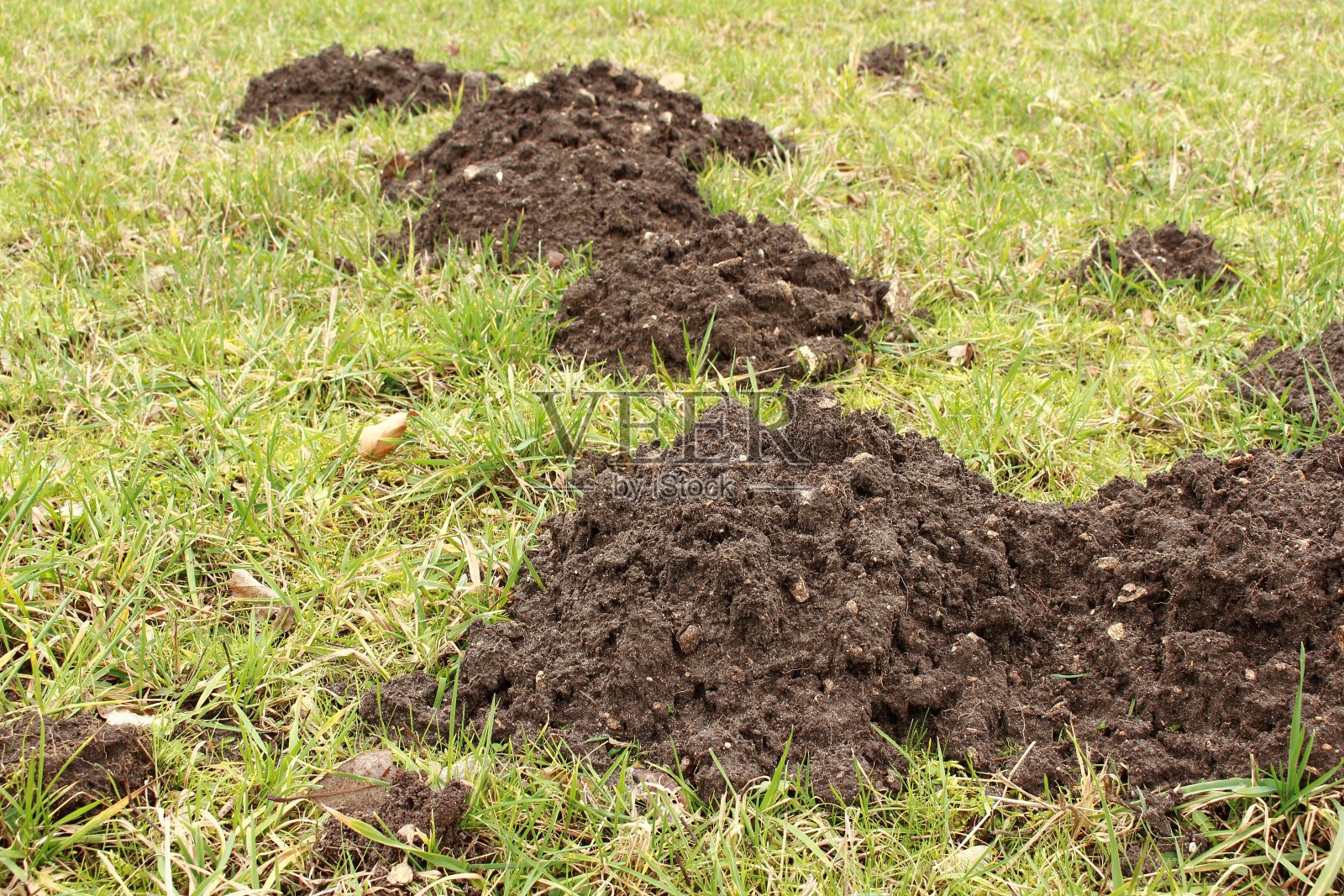 毛刺照片摄影图片