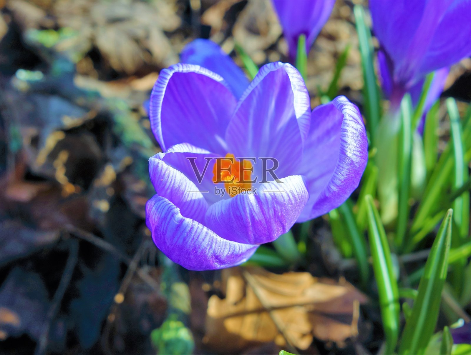 五彩缤纷的春季番红花。照片摄影图片