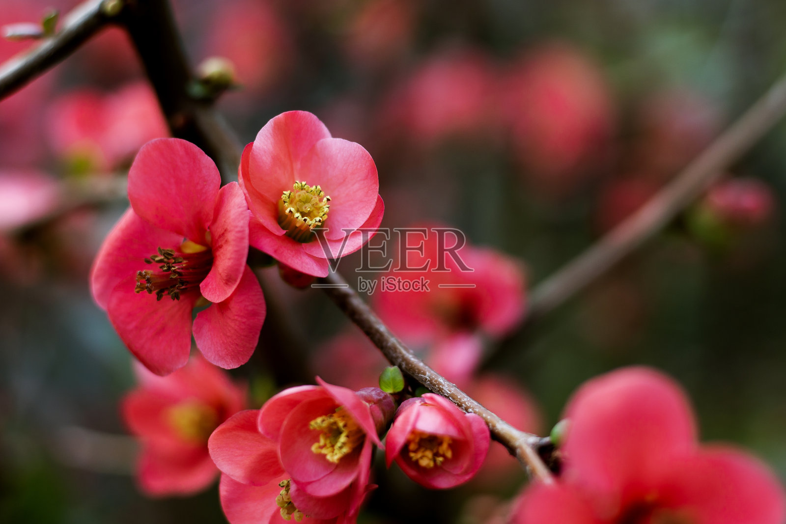 春天的花朵照片摄影图片