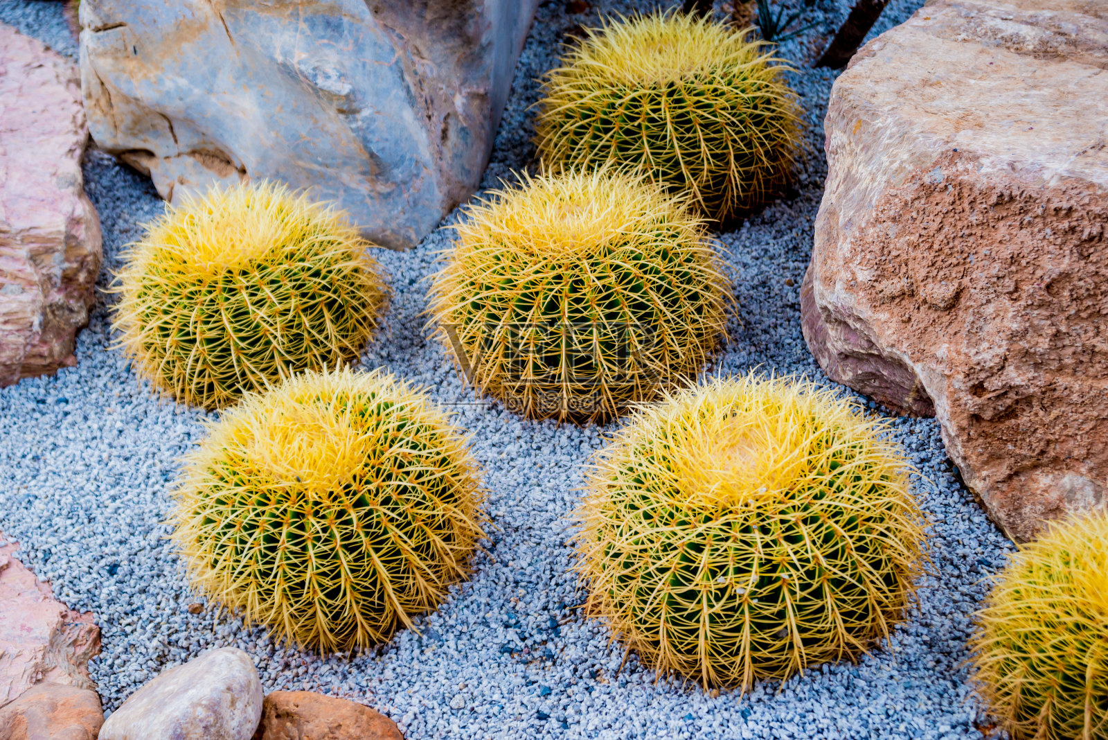在温室里收集漂亮多刺的仙人掌照片摄影图片