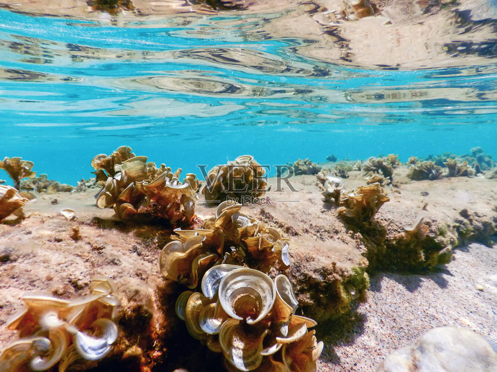 水下场景阳光,水下生活。照片摄影图片