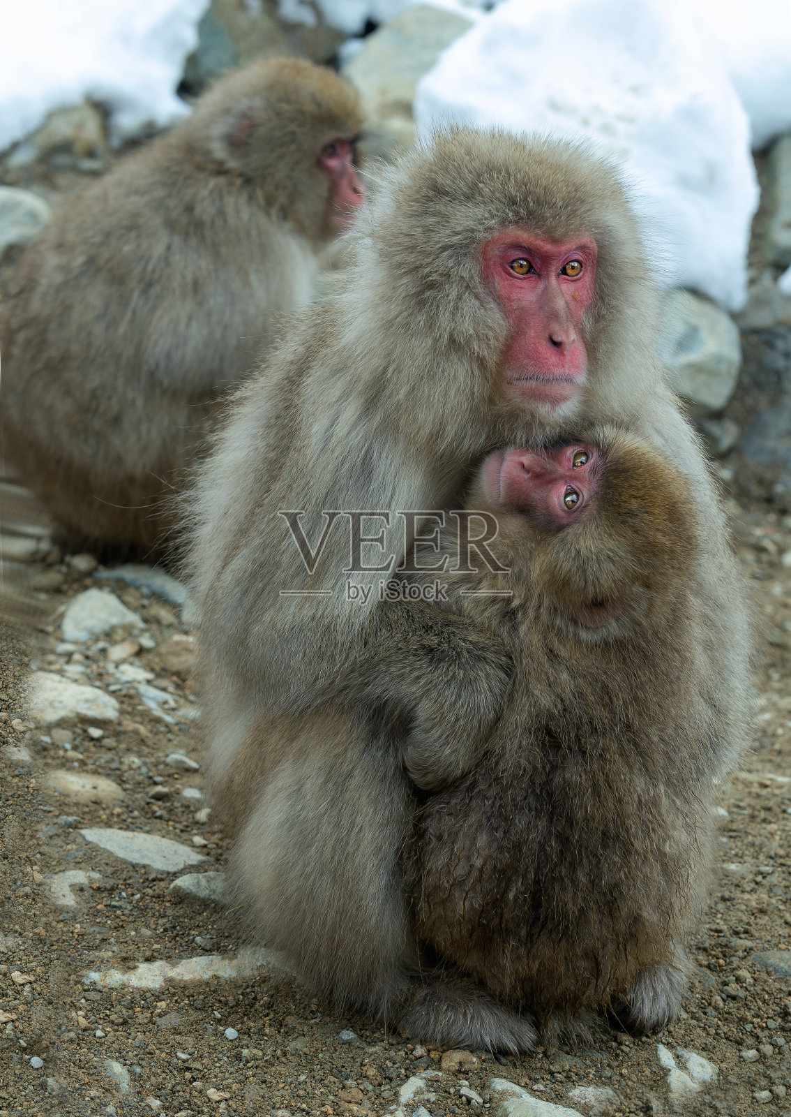 睡觉的日本猕猴和幼崽。照片摄影图片
